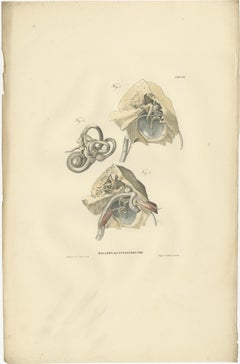 Set of 13 Antique Anatomy Prints of Ligaments and Joints, 1839
