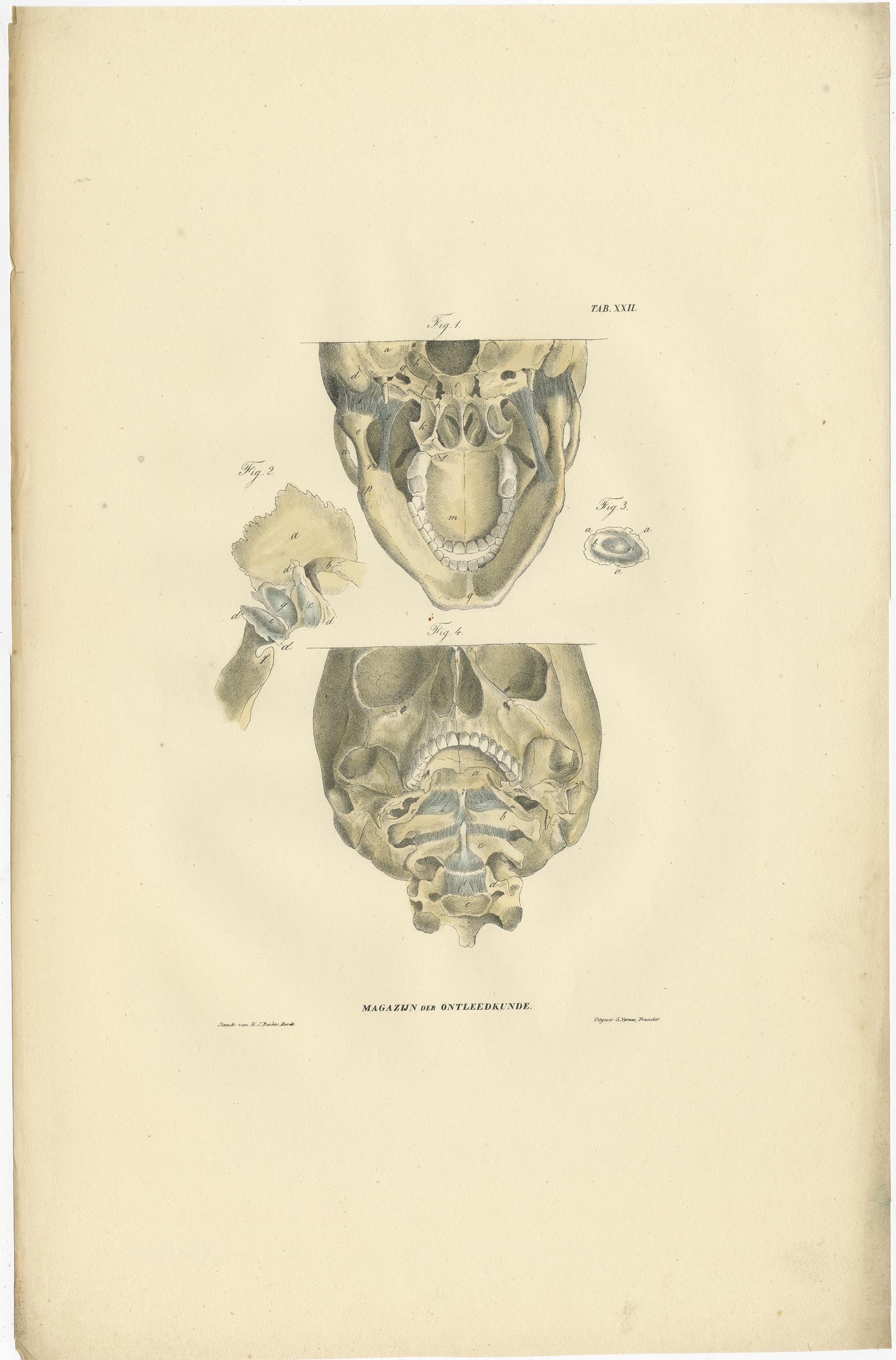 Set of 13 Antique Anatomy Prints of Ligaments and Joints, 1839 In Good Condition For Sale In Langweer, NL