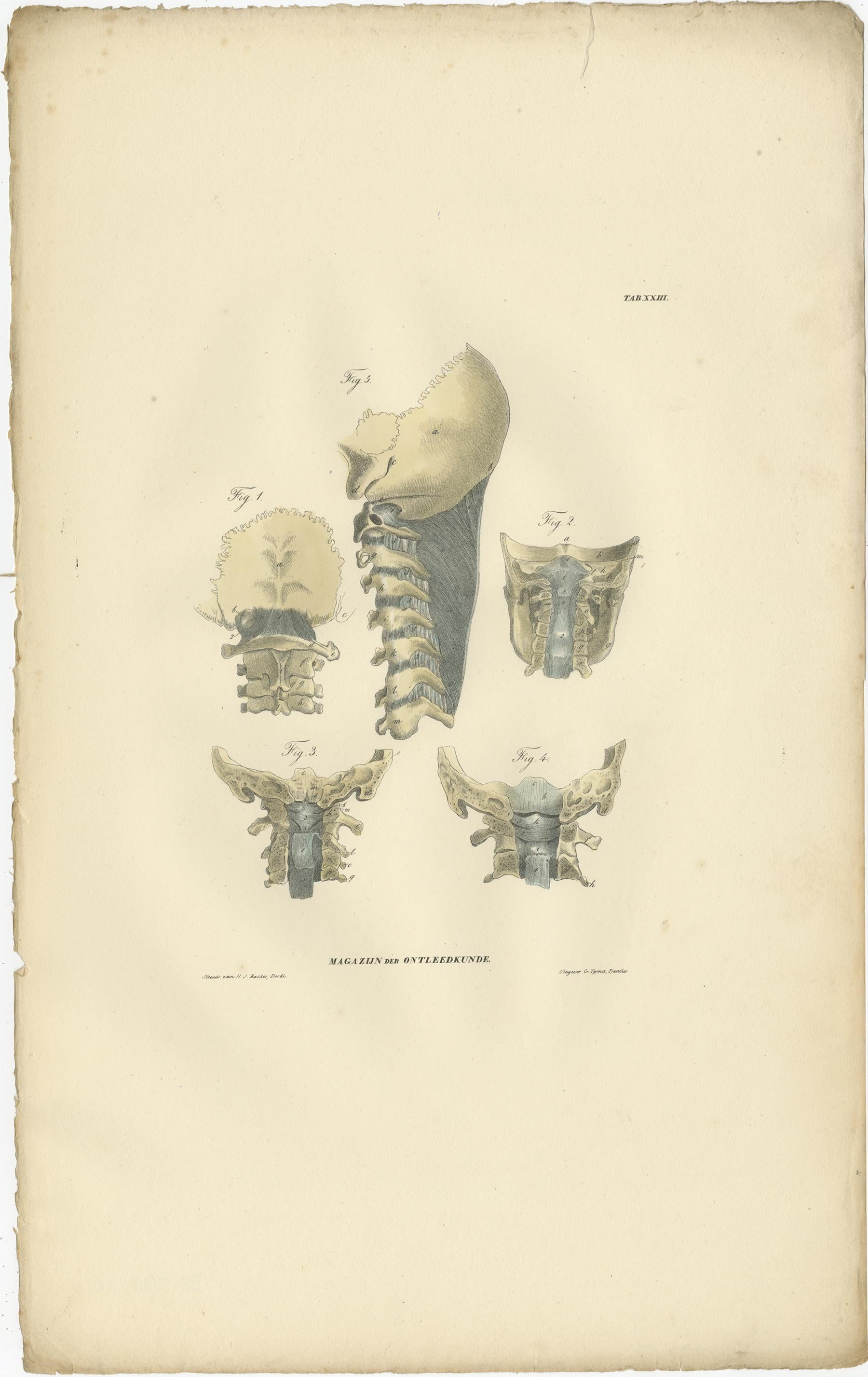 XIXe siècle Ensemble de 13 estampes anciennes d'anatomie de ligaments et de joints, 1839 en vente