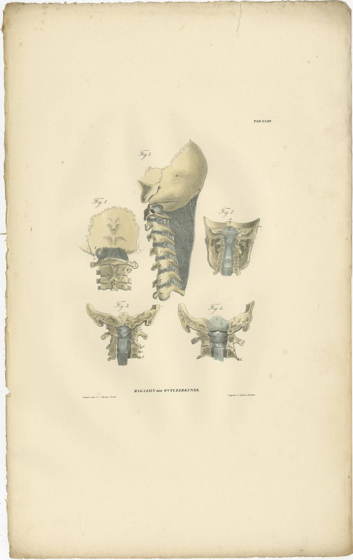 Set of 13 Antique Anatomy Prints of Ligaments and Joints, 1839