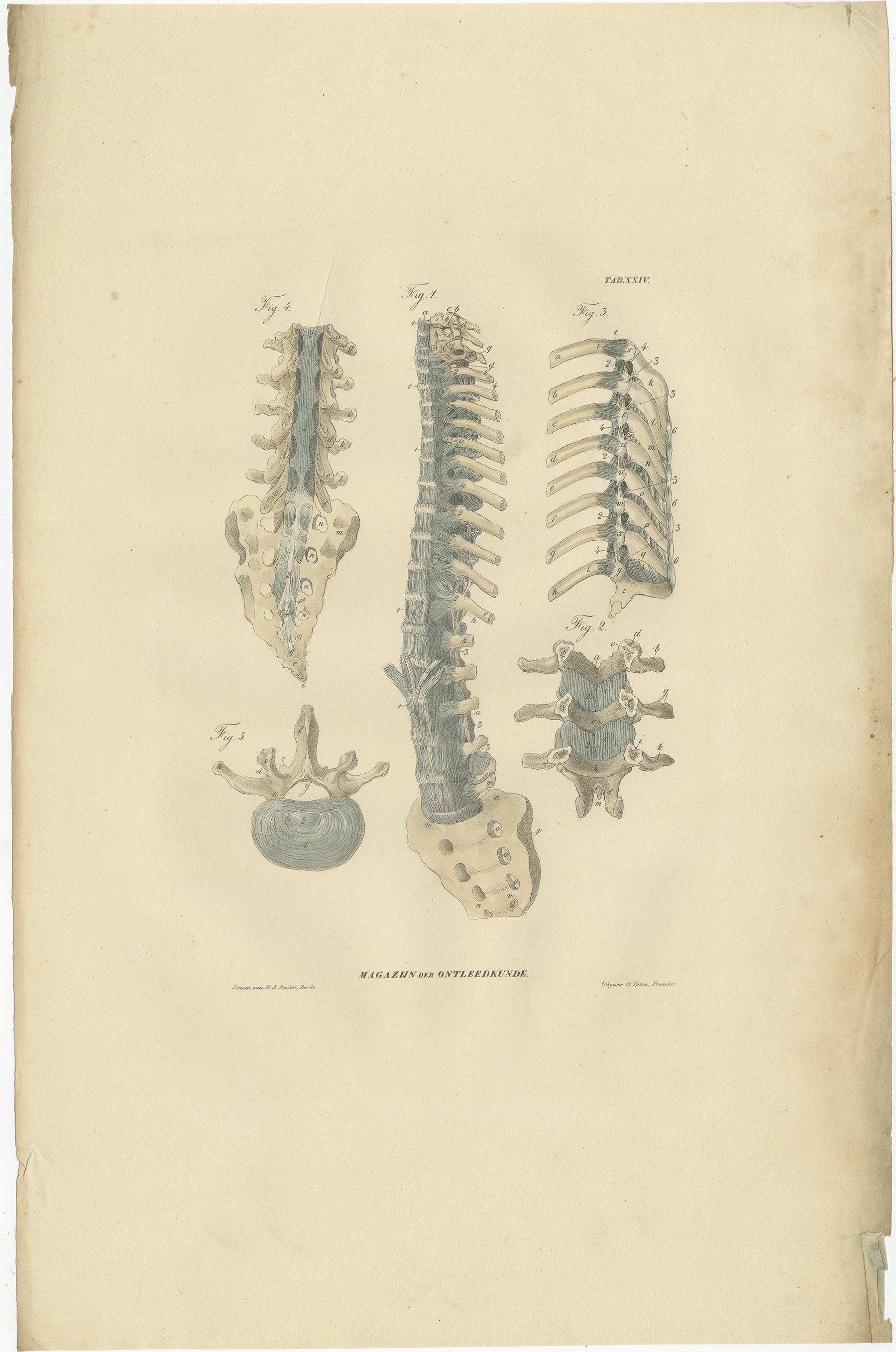 Paper Set of 13 Antique Anatomy Prints of Ligaments and Joints, 1839 For Sale