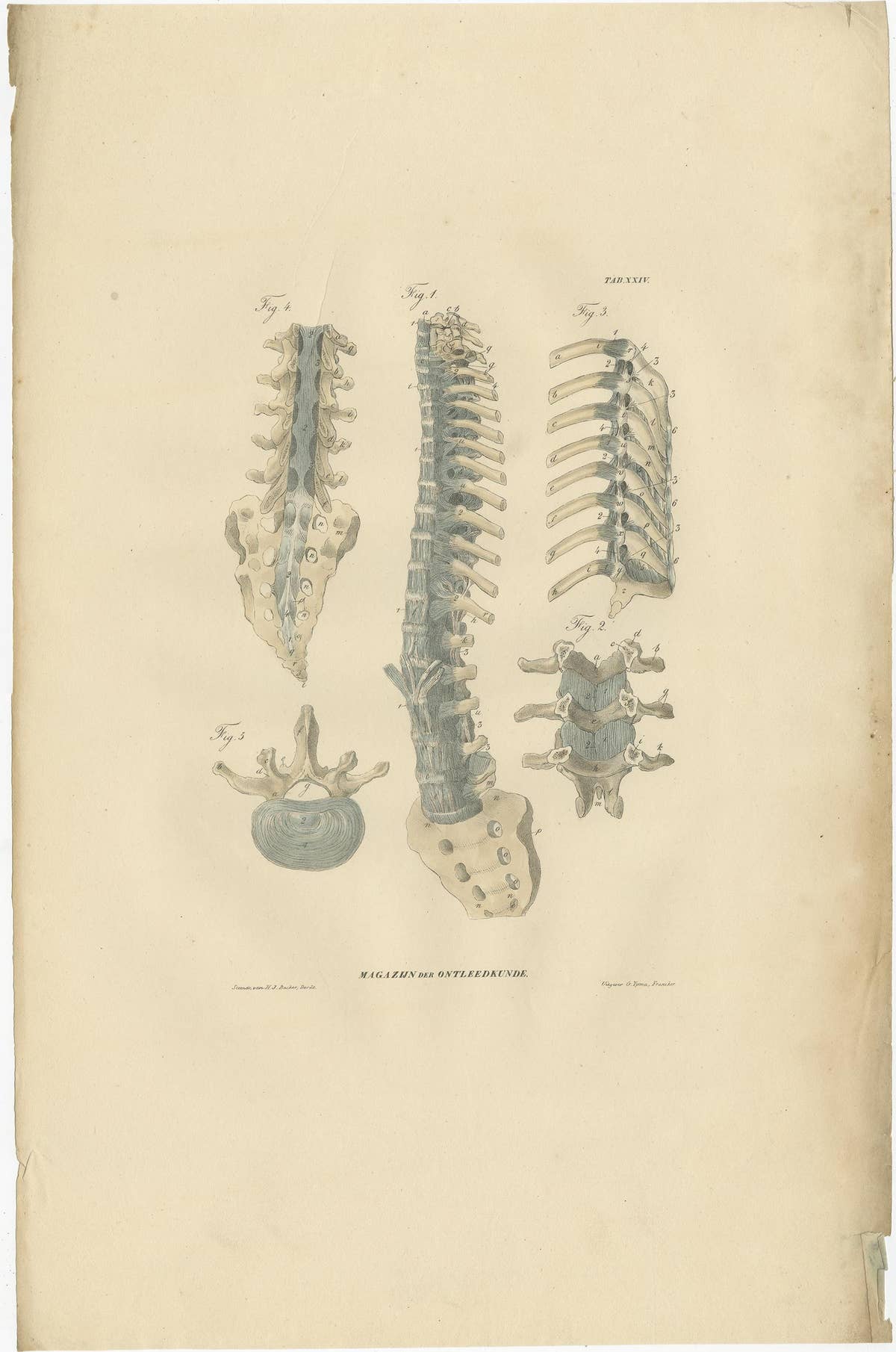 Set of 13 Antique Anatomy Prints of Ligaments and Joints, 1839