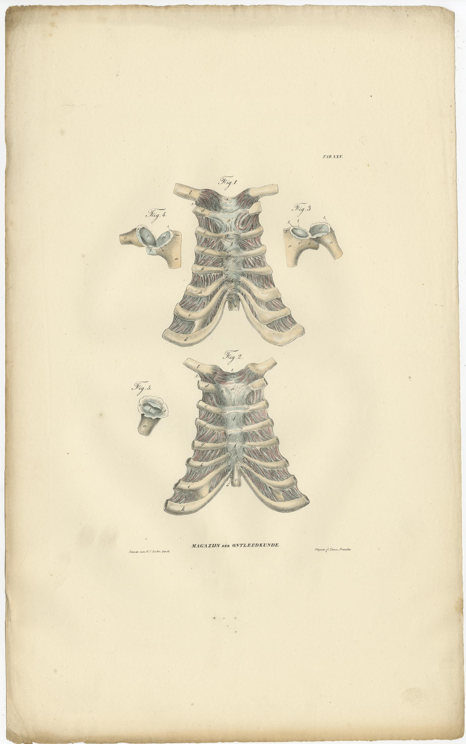 Set of 13 Antique Anatomy Prints of Ligaments and Joints, 1839 For Sale 1