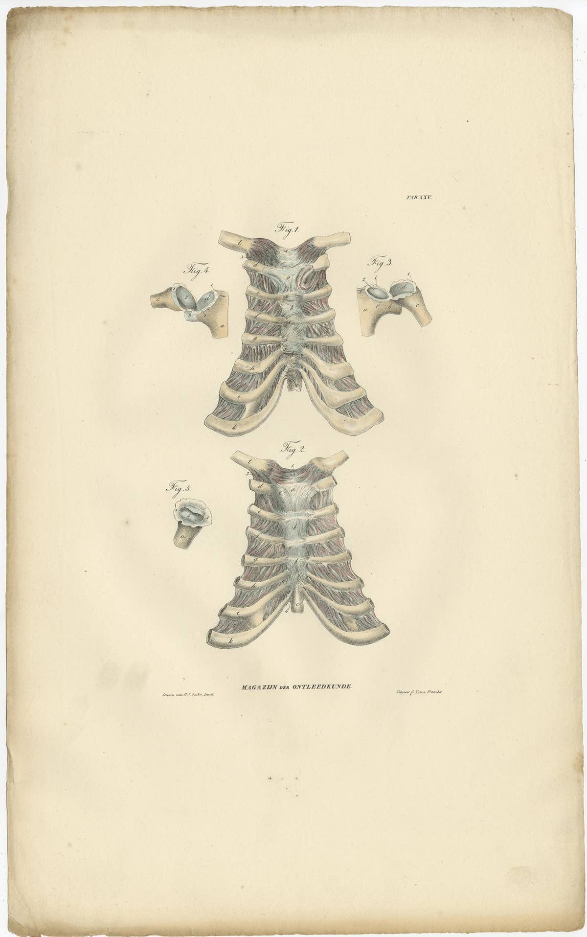 Set of 13 Antique Anatomy Prints of Ligaments and Joints, 1839