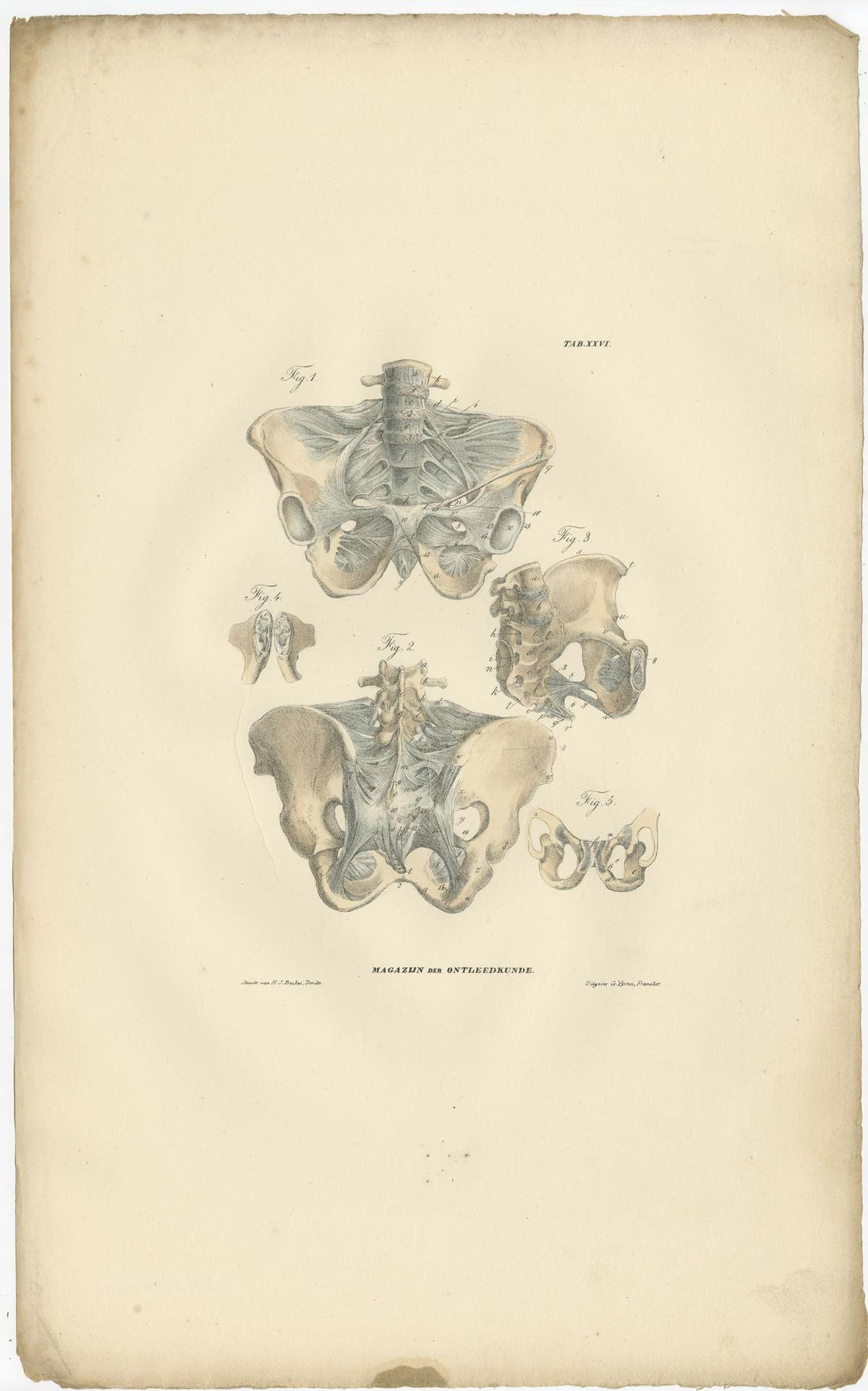 Set of 13 Antique Anatomy Prints of Ligaments and Joints, 1839