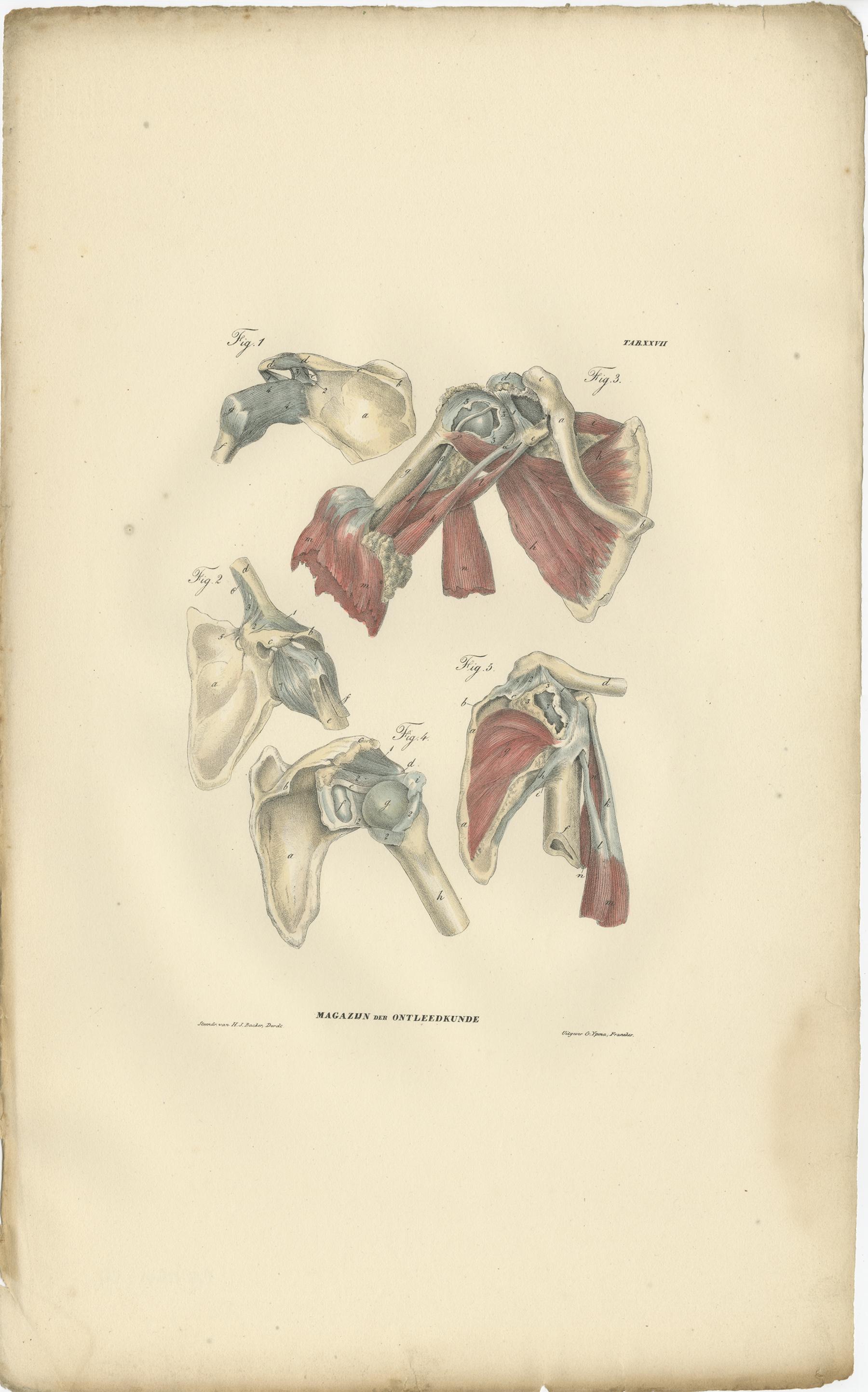 Set of 13 Antique Anatomy Prints of Ligaments and Joints, 1839 For Sale 3