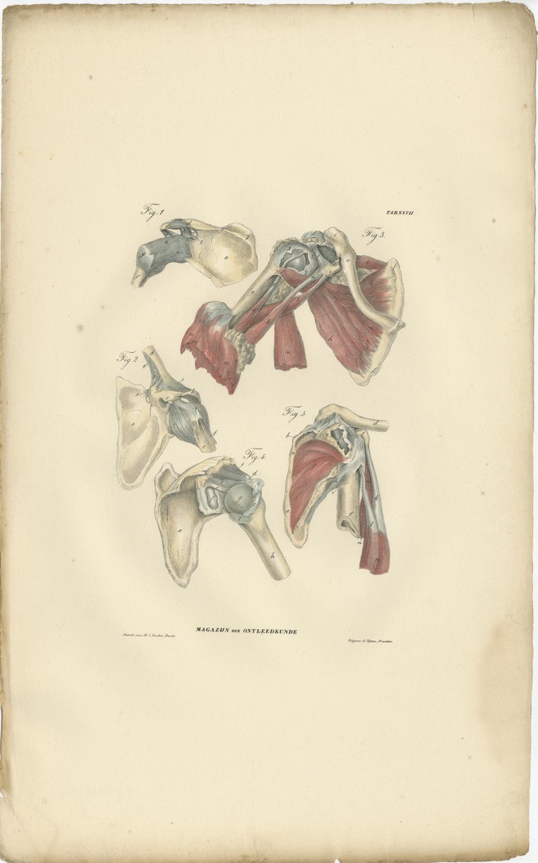 Set of 13 Antique Anatomy Prints of Ligaments and Joints, 1839 For Sale ...