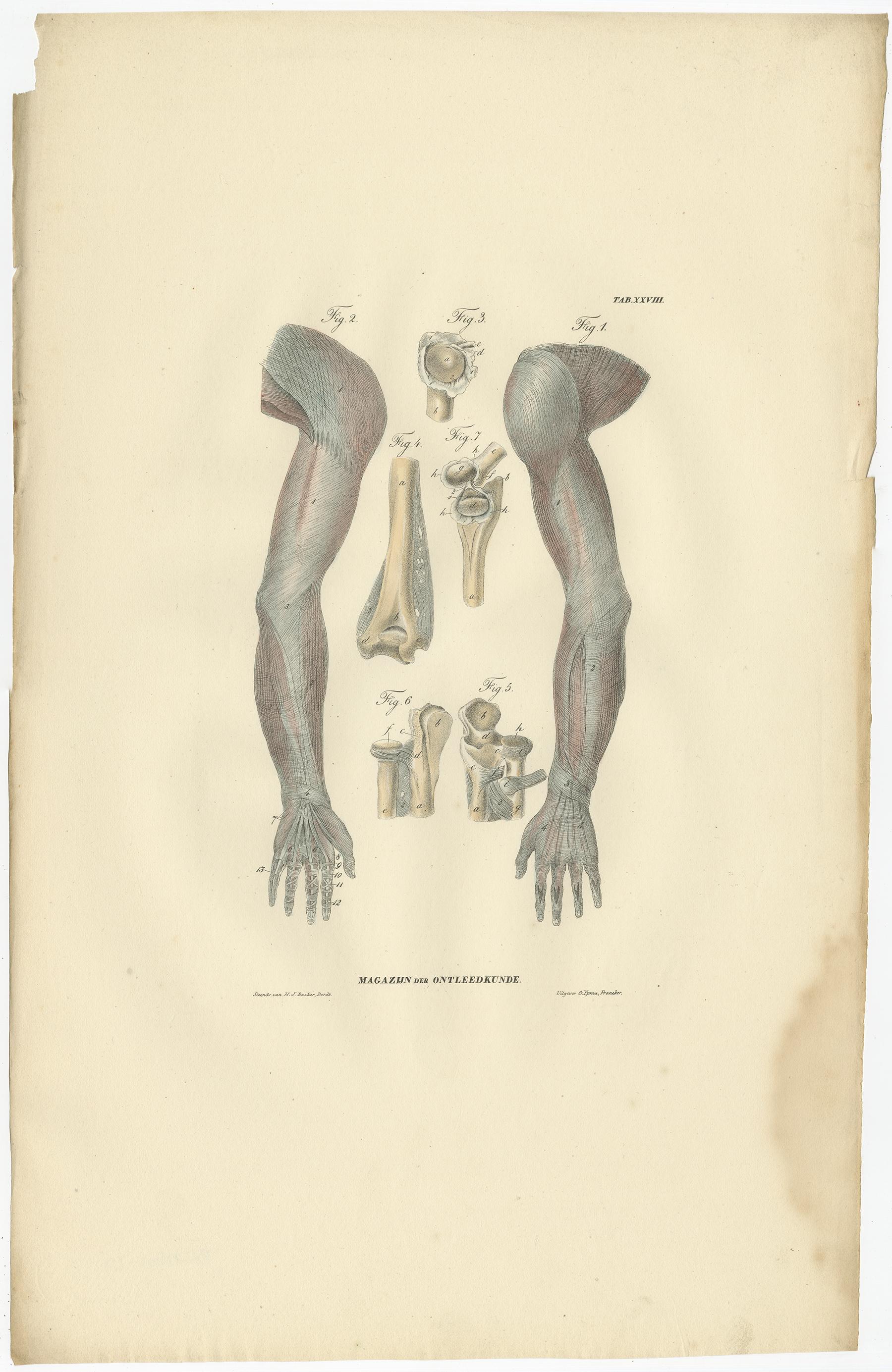 Set of 13 Antique Anatomy Prints of Ligaments and Joints, 1839 For Sale 4