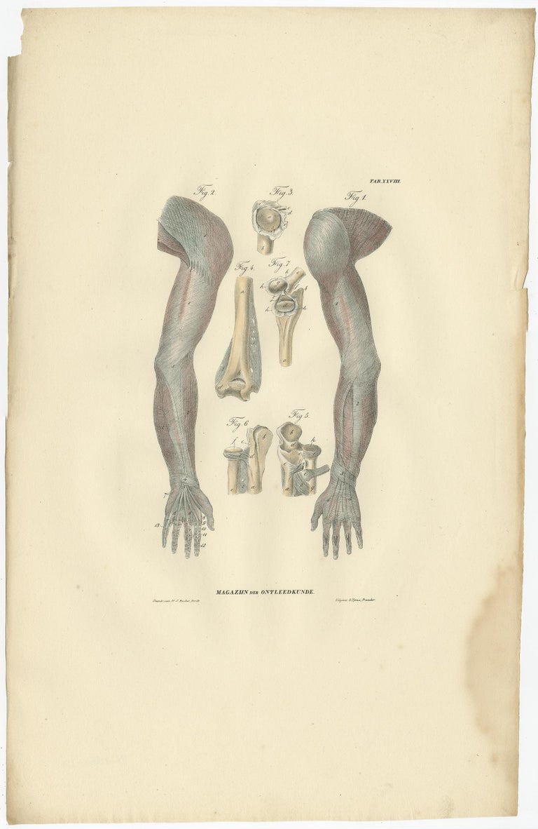 Set of 13 Antique Anatomy Prints of Ligaments and Joints, 1839 For Sale ...