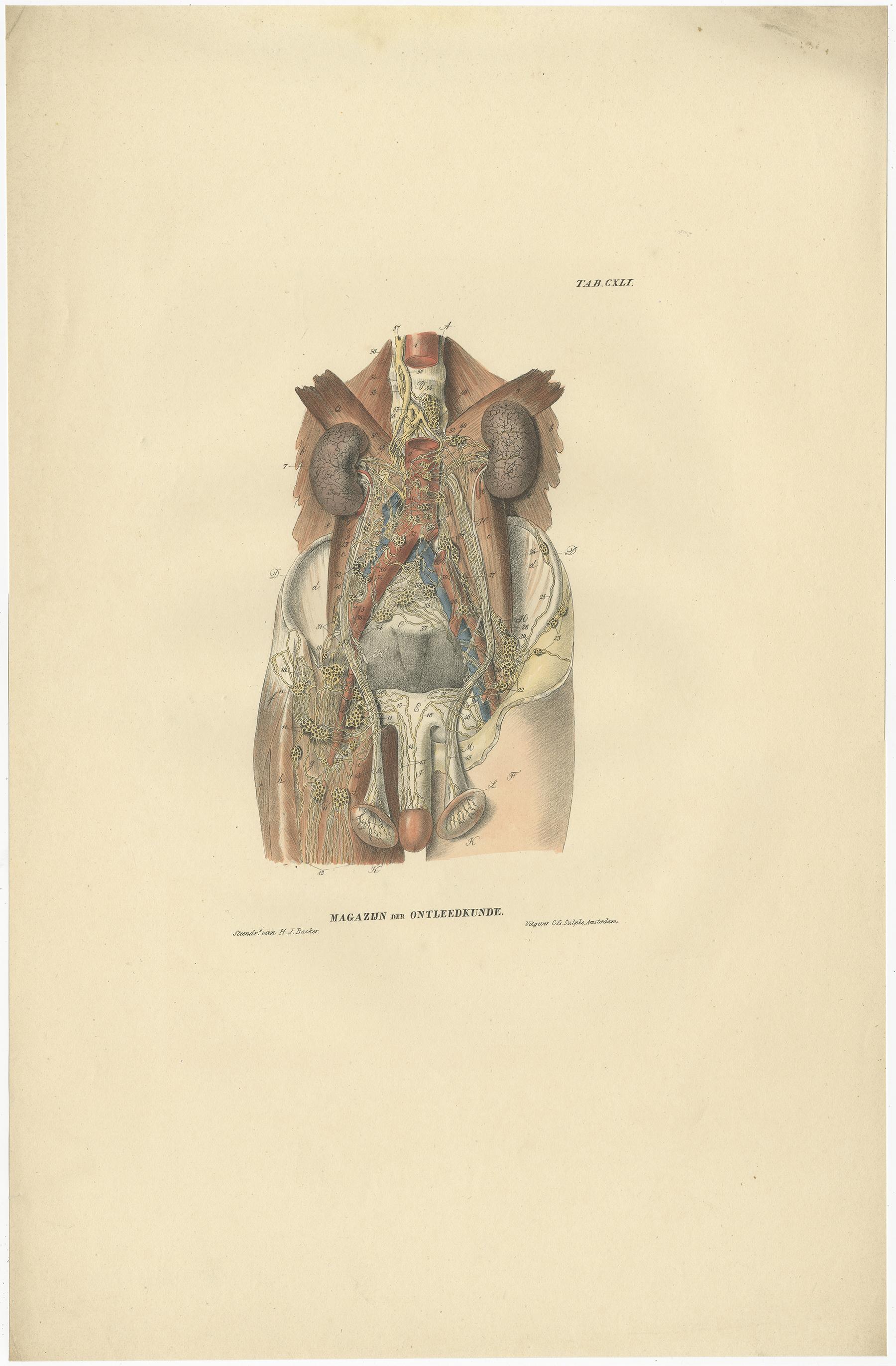 Set di 13 stampe antiche di anatomia dei vasi e del sistema linfatico, 1839 in vendita 2