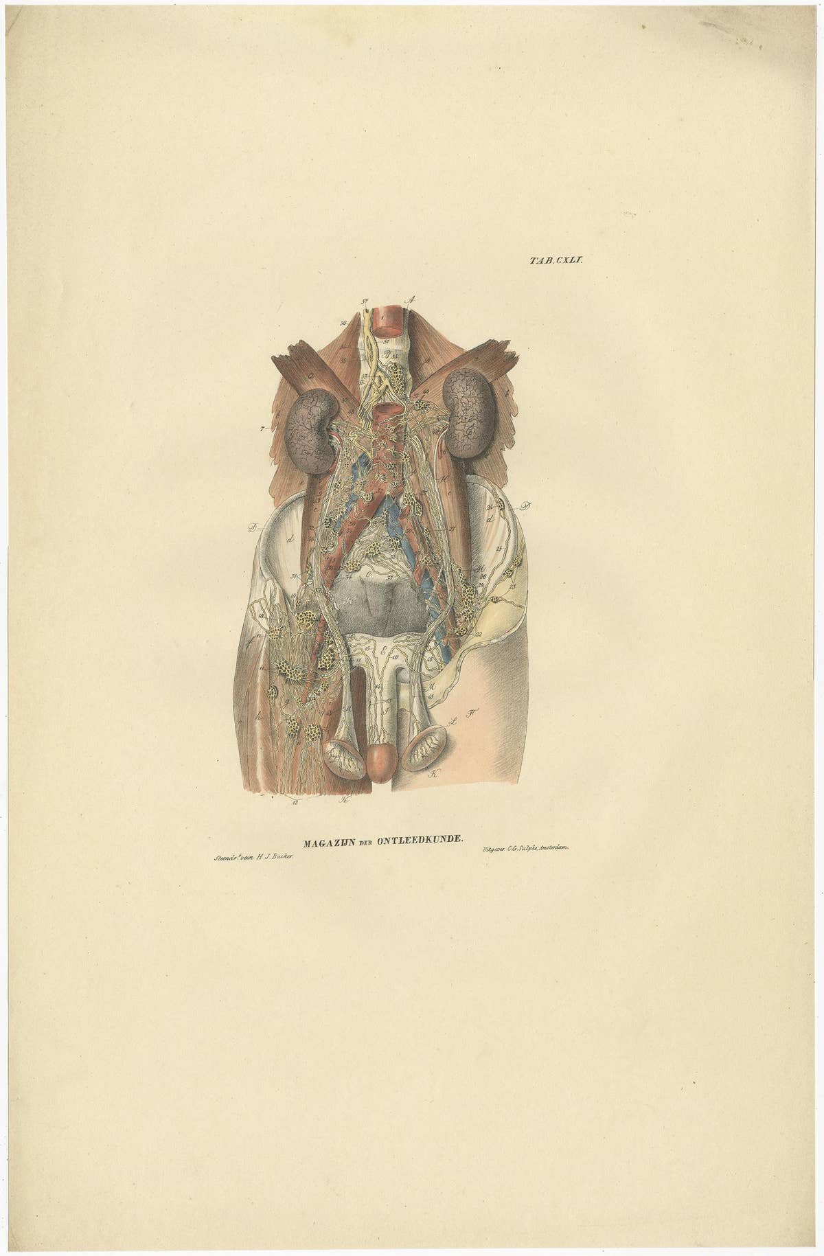 Set of 13 Antique Anatomy Prints of Vessels and the Lymphatic System, 1839