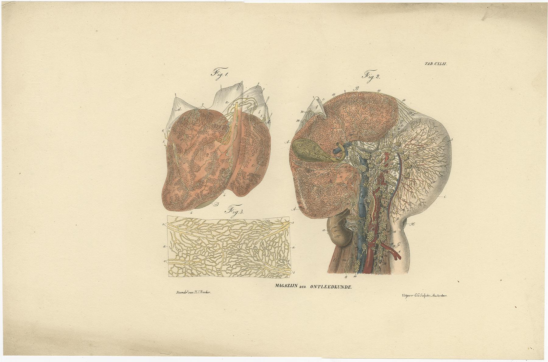 Set di 13 stampe antiche di anatomia dei vasi e del sistema linfatico, 1839 in vendita 3