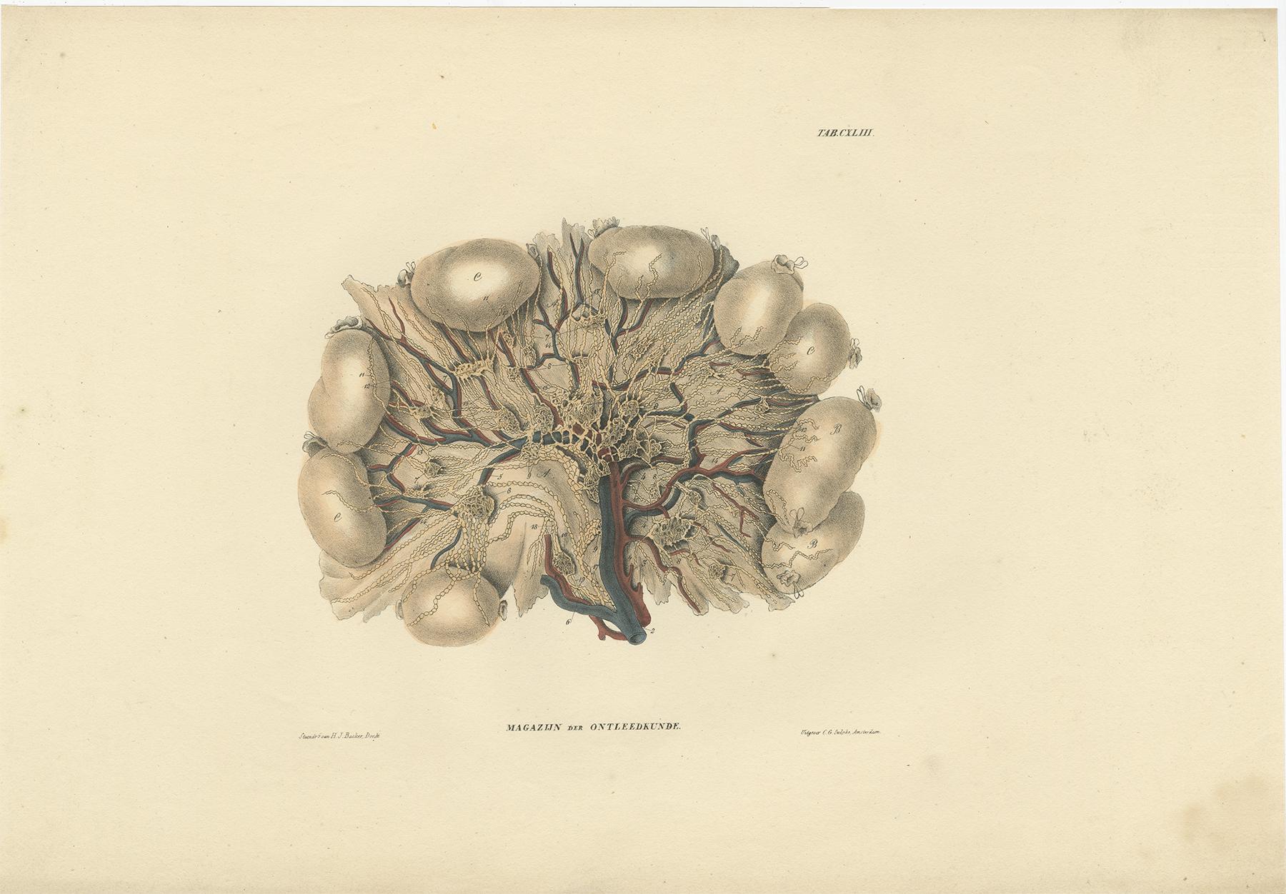 Set di 13 stampe antiche di anatomia dei vasi e del sistema linfatico, 1839 in vendita 4