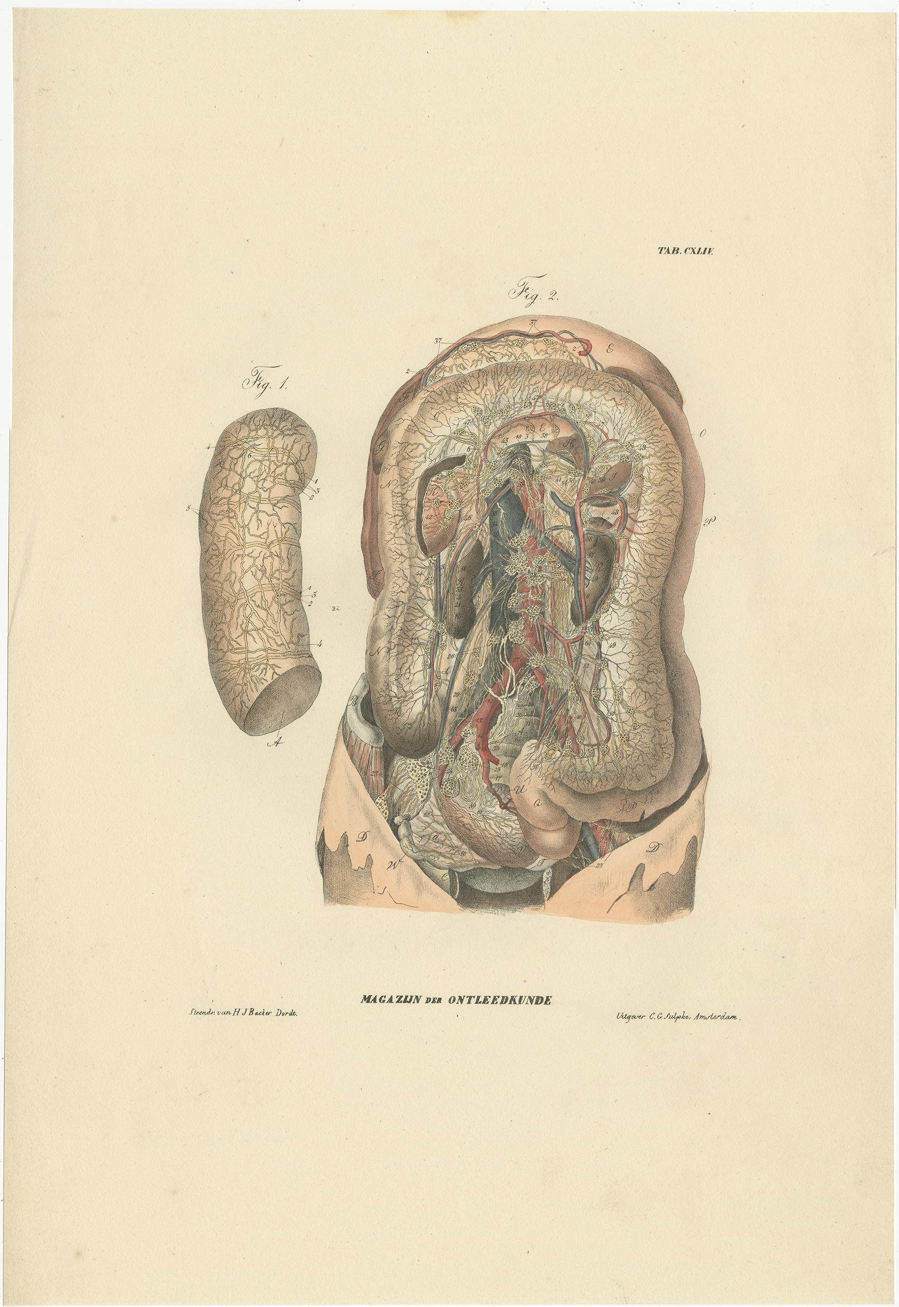 Set di 13 stampe antiche di anatomia dei vasi e del sistema linfatico, 1839 in vendita 5