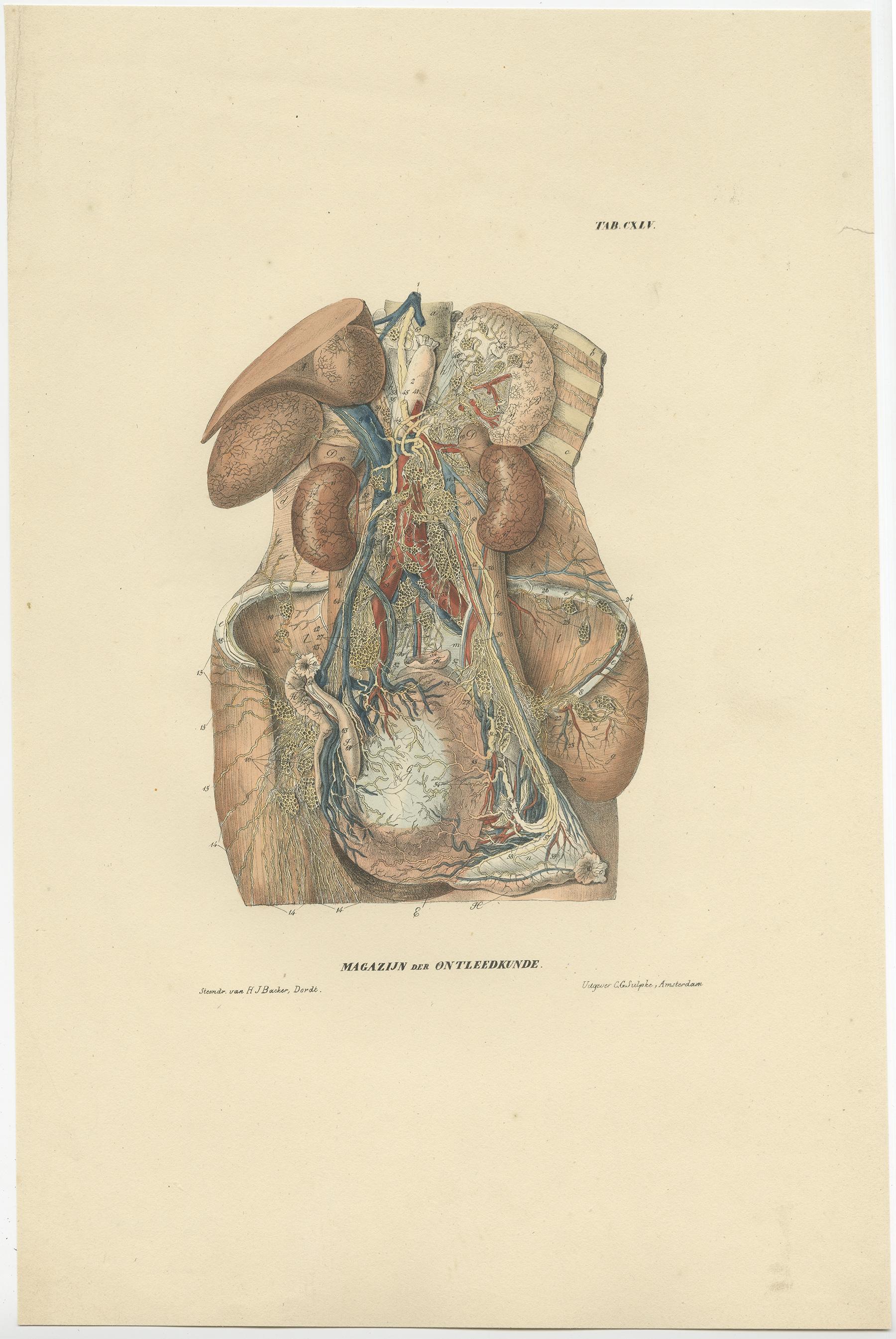 Set di 13 stampe antiche di anatomia dei vasi e del sistema linfatico, 1839 in vendita 6
