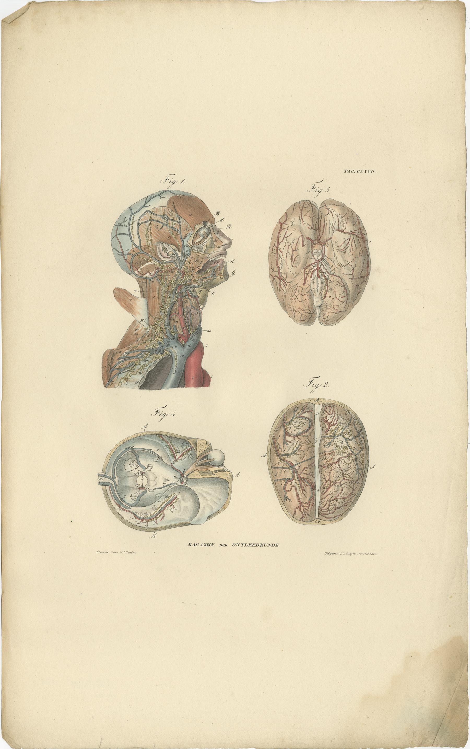 Set di 13 stampe antiche di anatomia dei vasi e del sistema linfatico del corpo umano. Queste stampe provengono da 