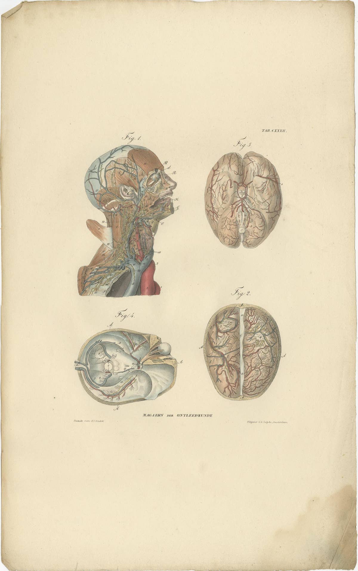 Set of 13 Antique Anatomy Prints of Vessels and the Lymphatic System, 1839