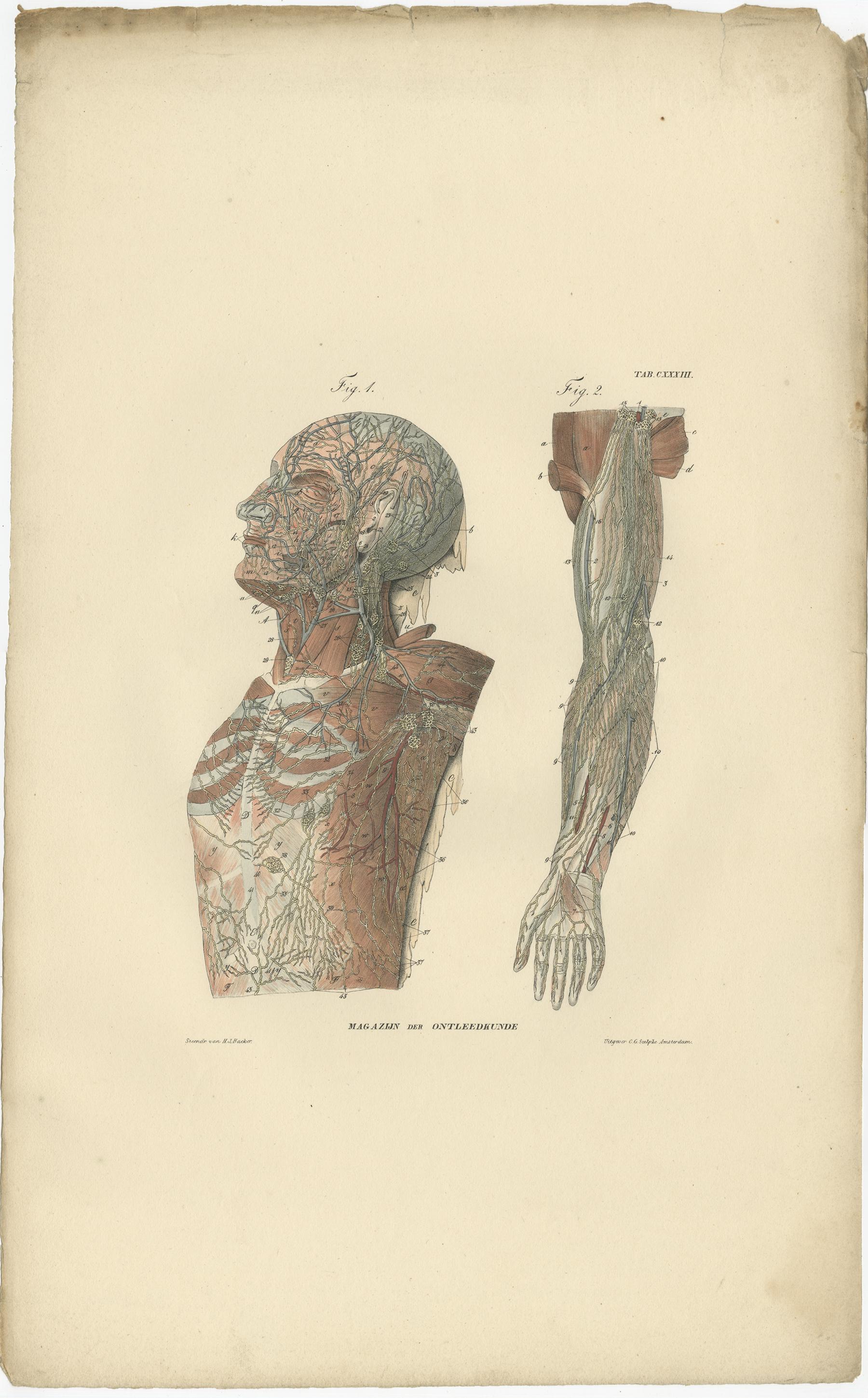 tavole anatomiche antiche