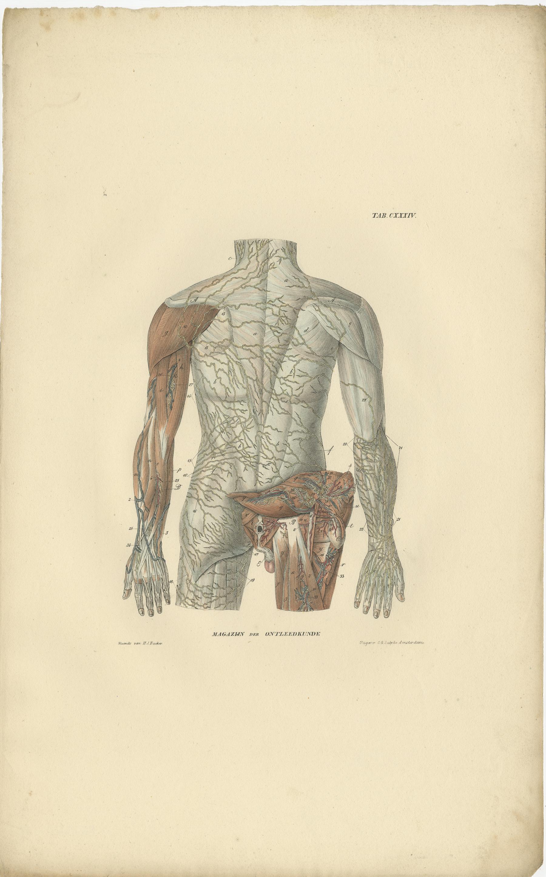 stampe anatomiche antiche