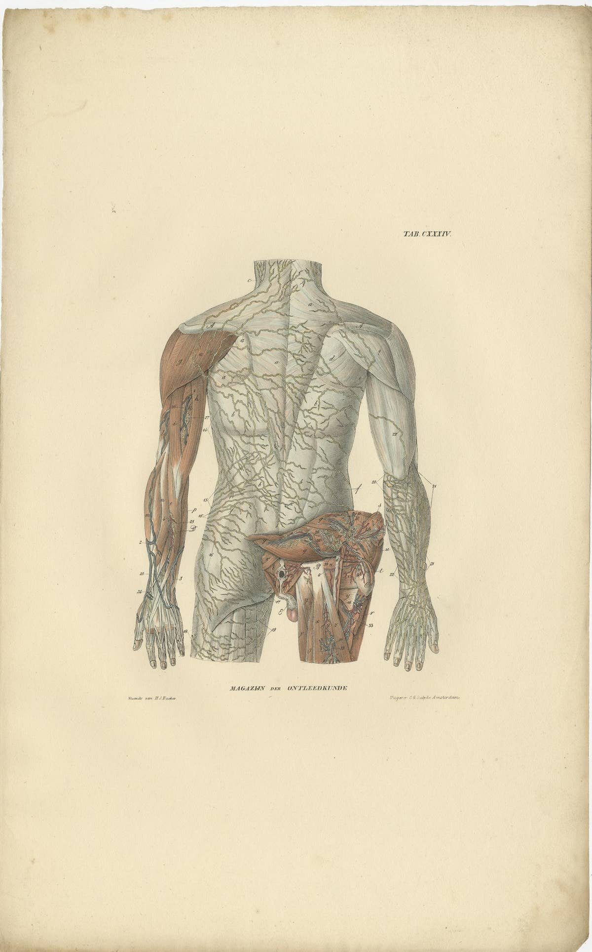 Set of 13 Antique Anatomy Prints of Vessels and the Lymphatic System, 1839