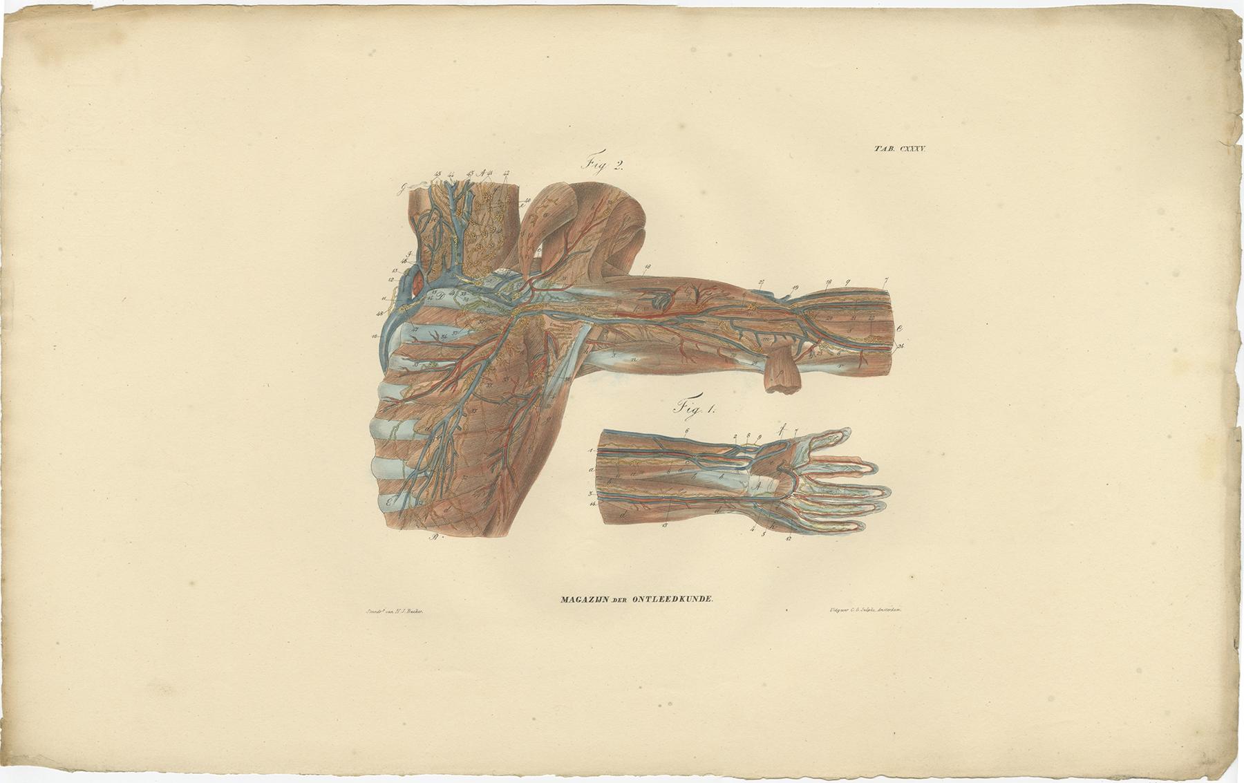 stampe anatomia