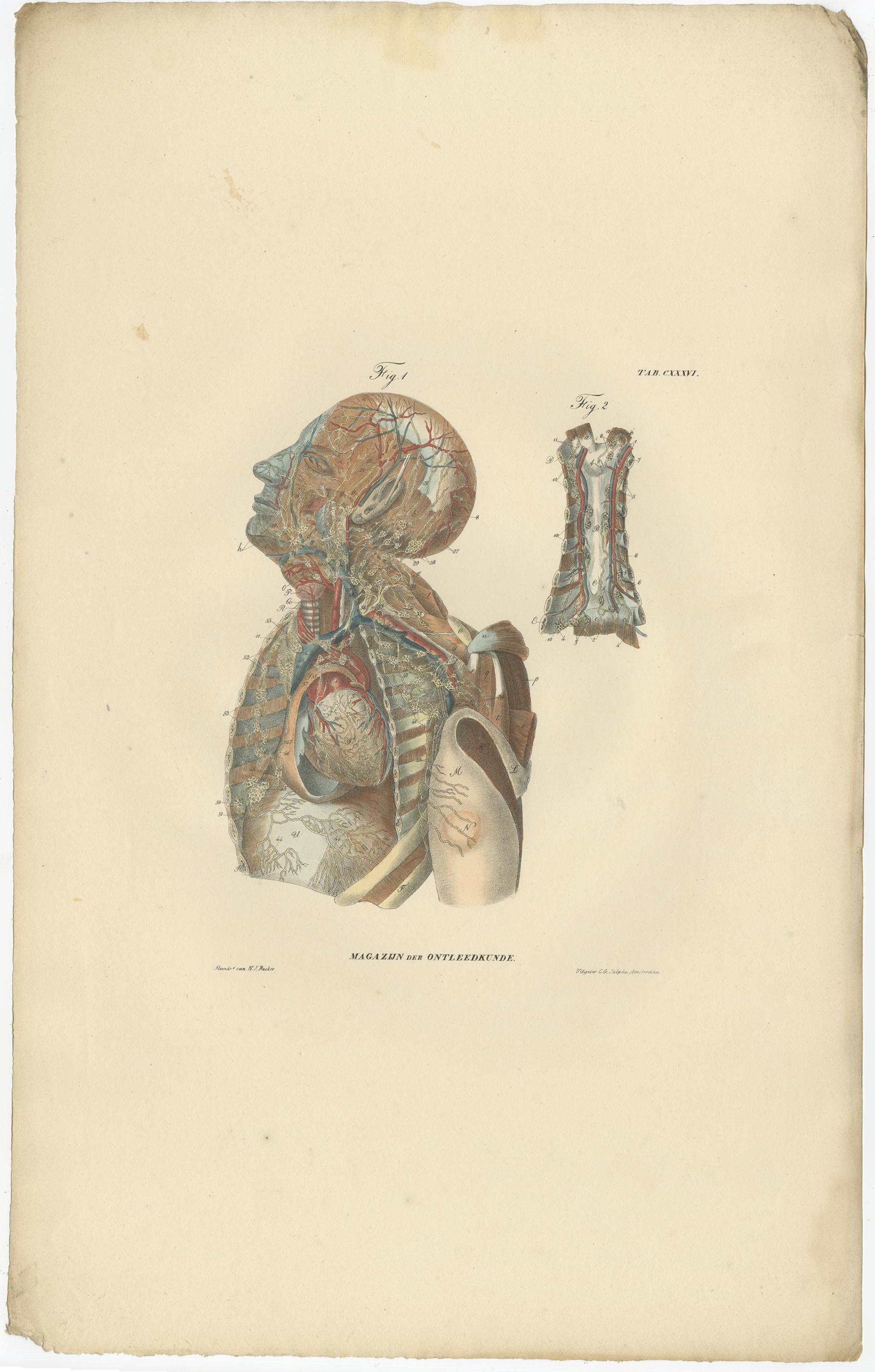 Set di 13 stampe antiche di anatomia dei vasi e del sistema linfatico, 1839 In condizioni buone in vendita a Langweer, NL