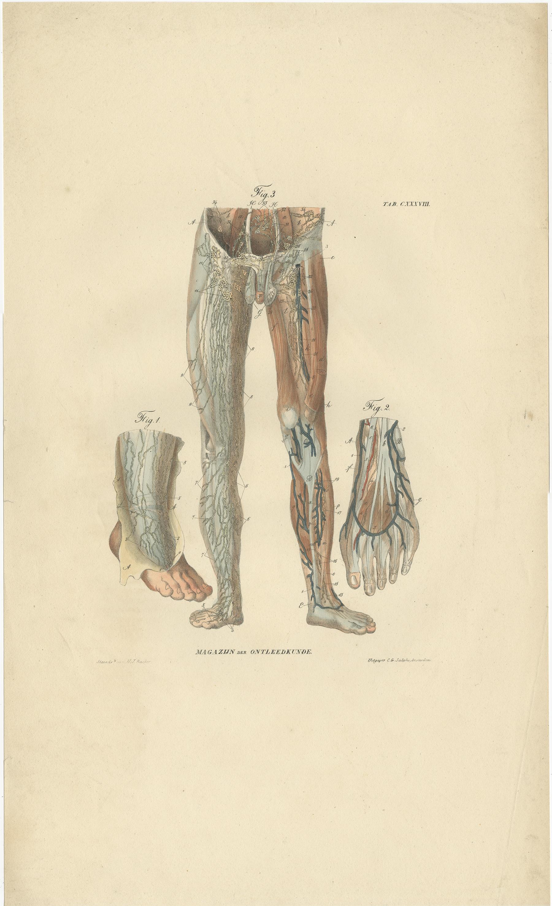 XIX secolo Set di 13 stampe antiche di anatomia dei vasi e del sistema linfatico, 1839 in vendita