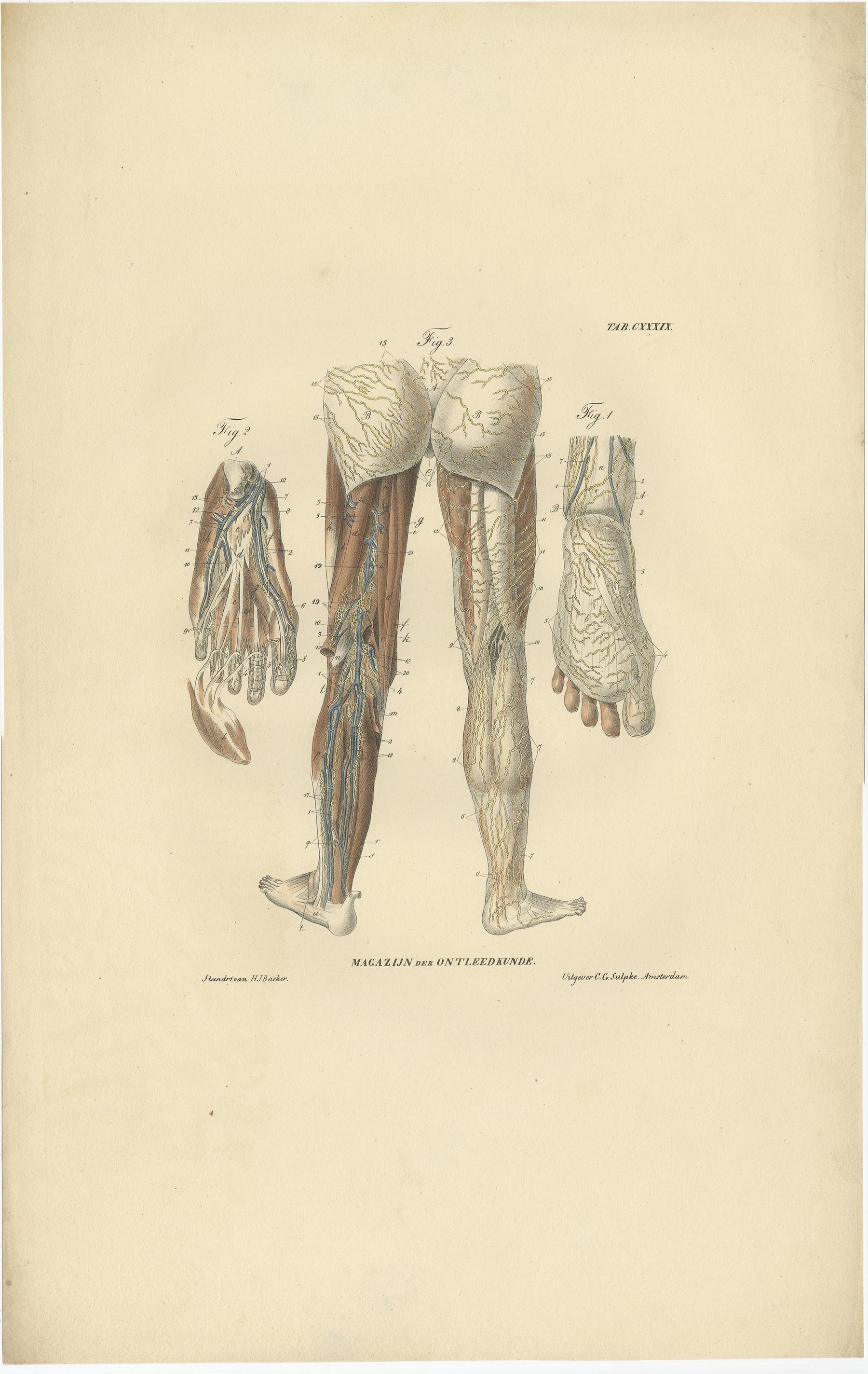 Carta Set di 13 stampe antiche di anatomia dei vasi e del sistema linfatico, 1839 in vendita