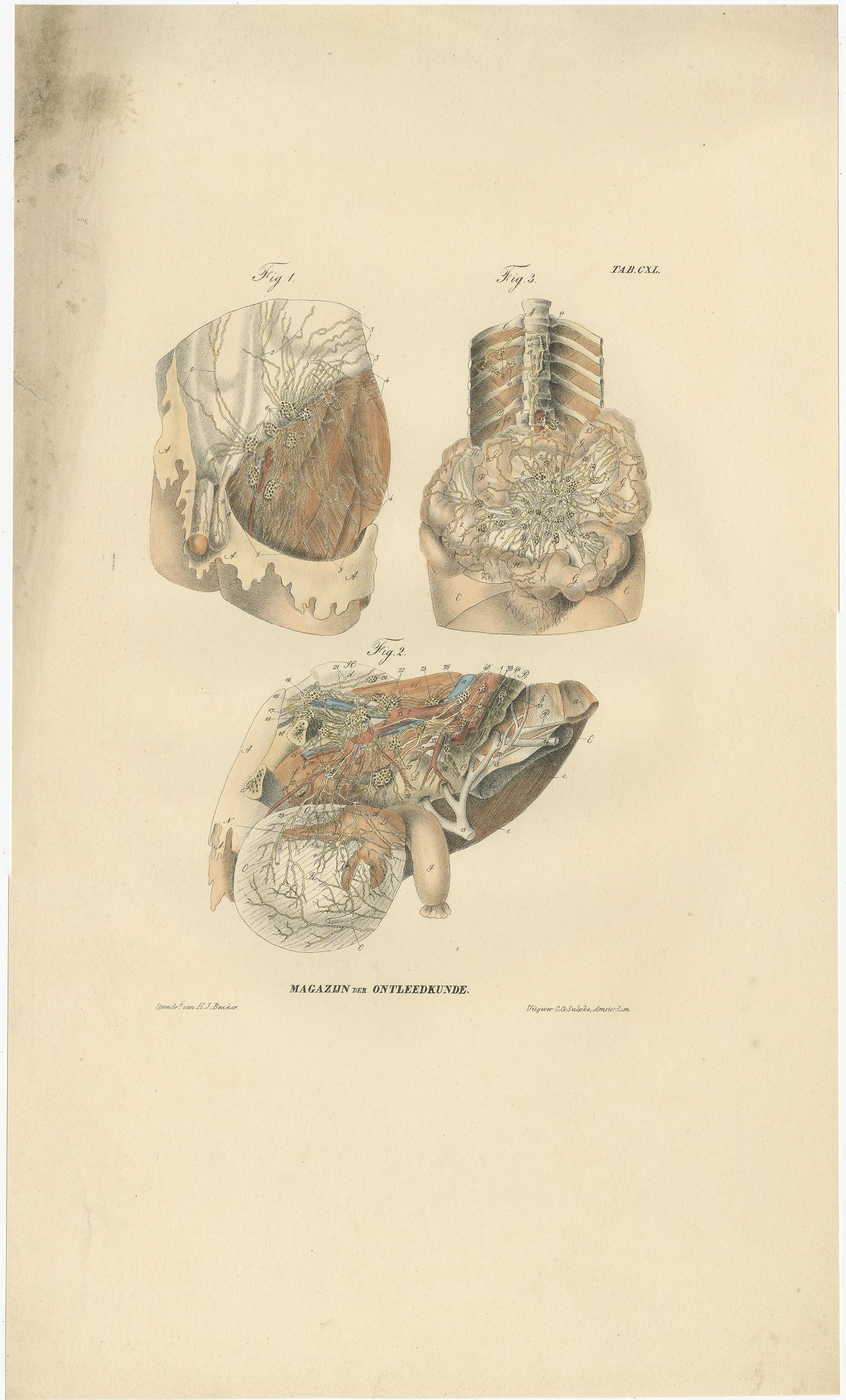 Set di 13 stampe antiche di anatomia dei vasi e del sistema linfatico, 1839 in vendita 1