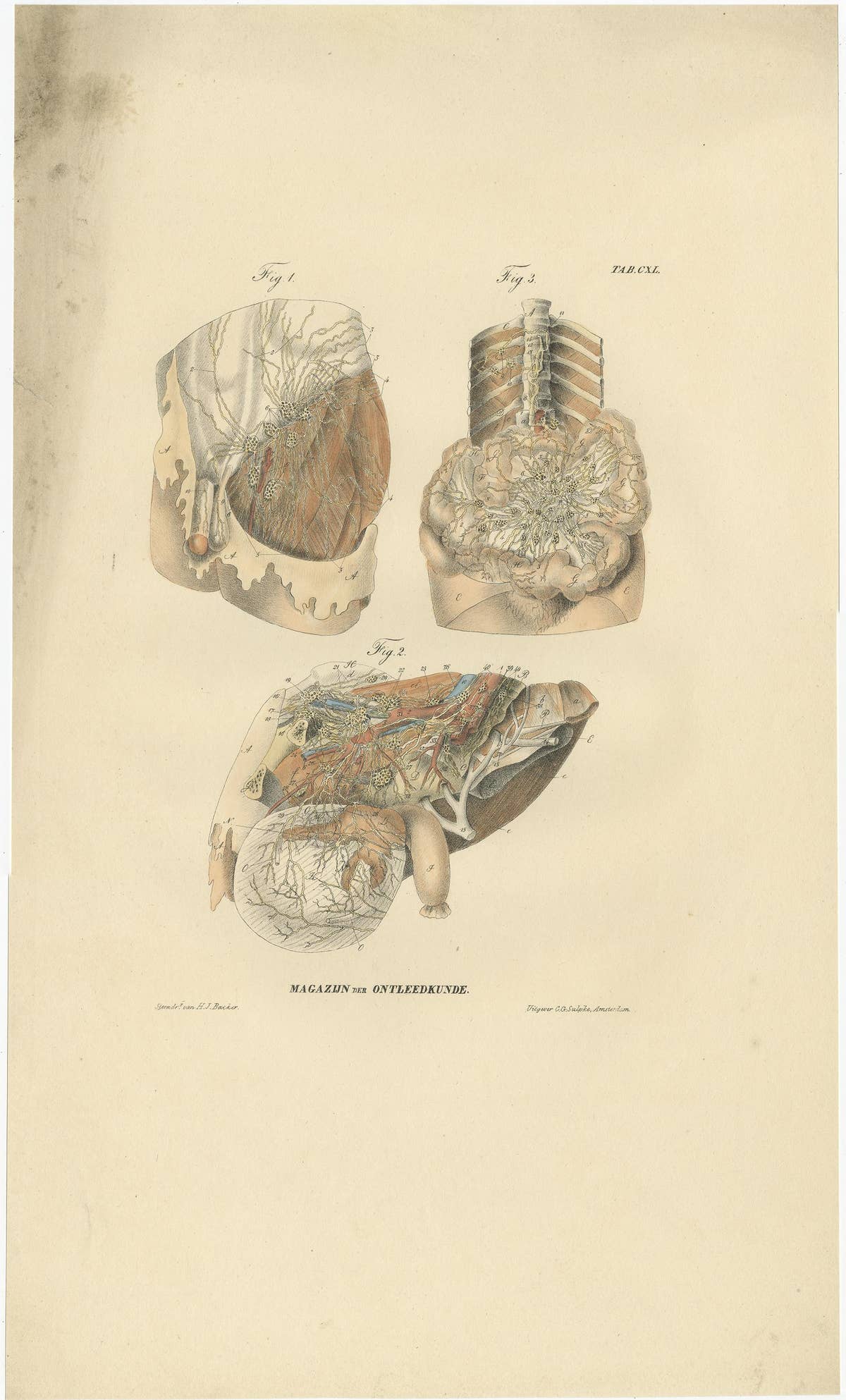 Set of 13 Antique Anatomy Prints of Vessels and the Lymphatic System, 1839