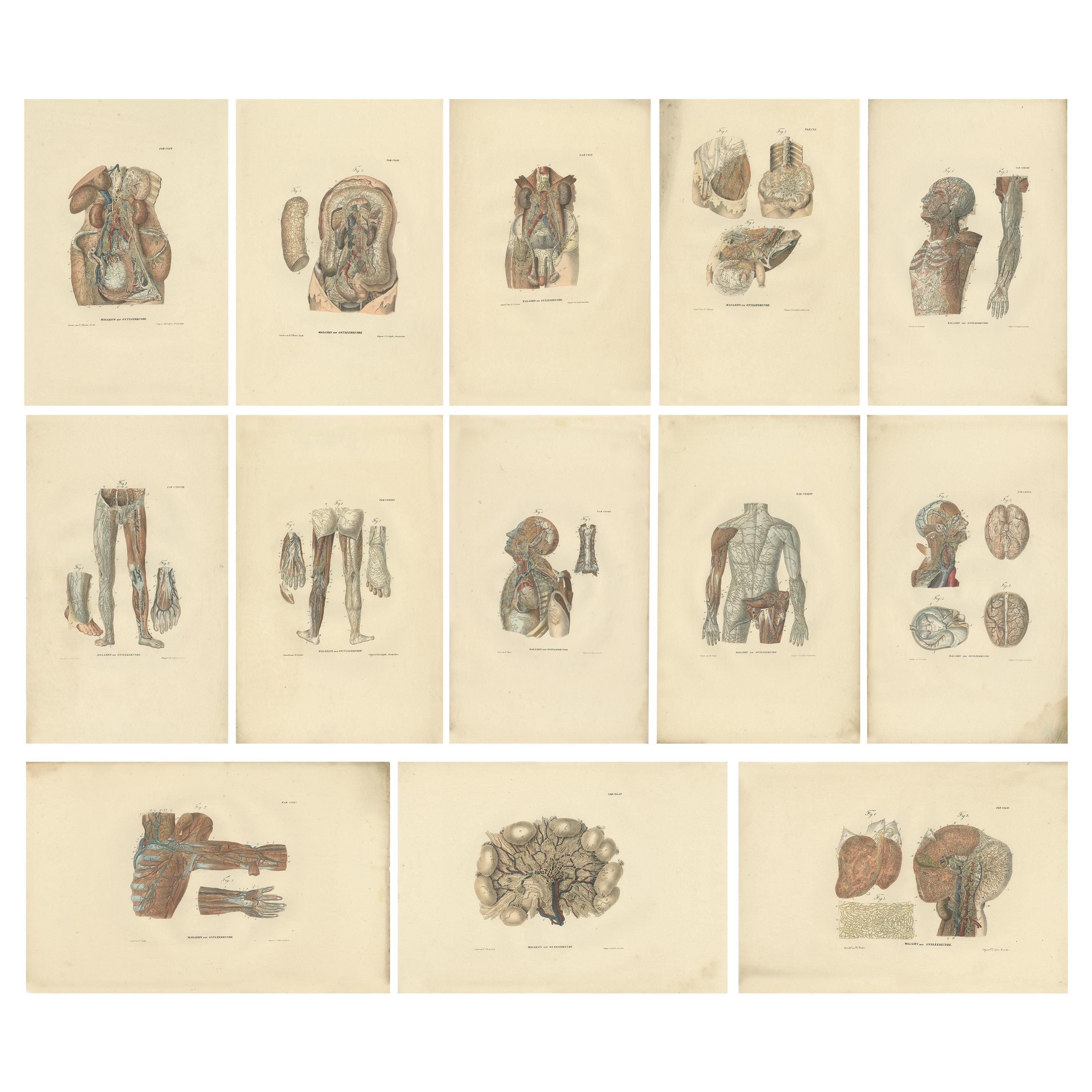 Set von 13 antiken Anatomiedrucken von Gefäßen und dem Lymphatischen System, 1839