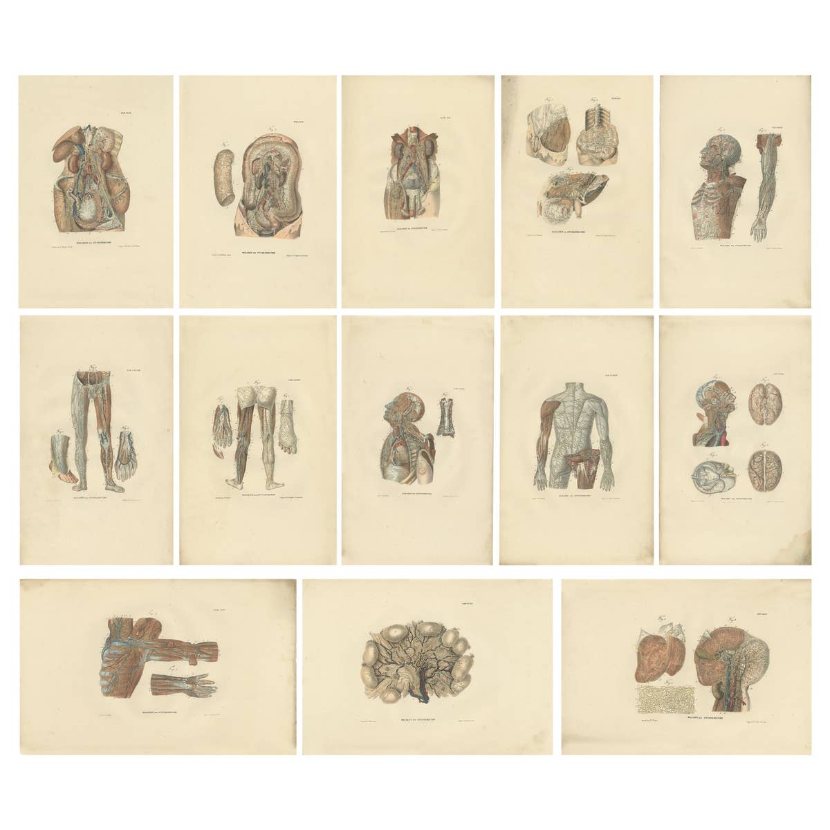Set of 13 Antique Anatomy Prints of Vessels and the Lymphatic System, 1839