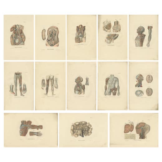 Set of 13 Antique Anatomy Prints of Vessels and the Lymphatic System, 1839