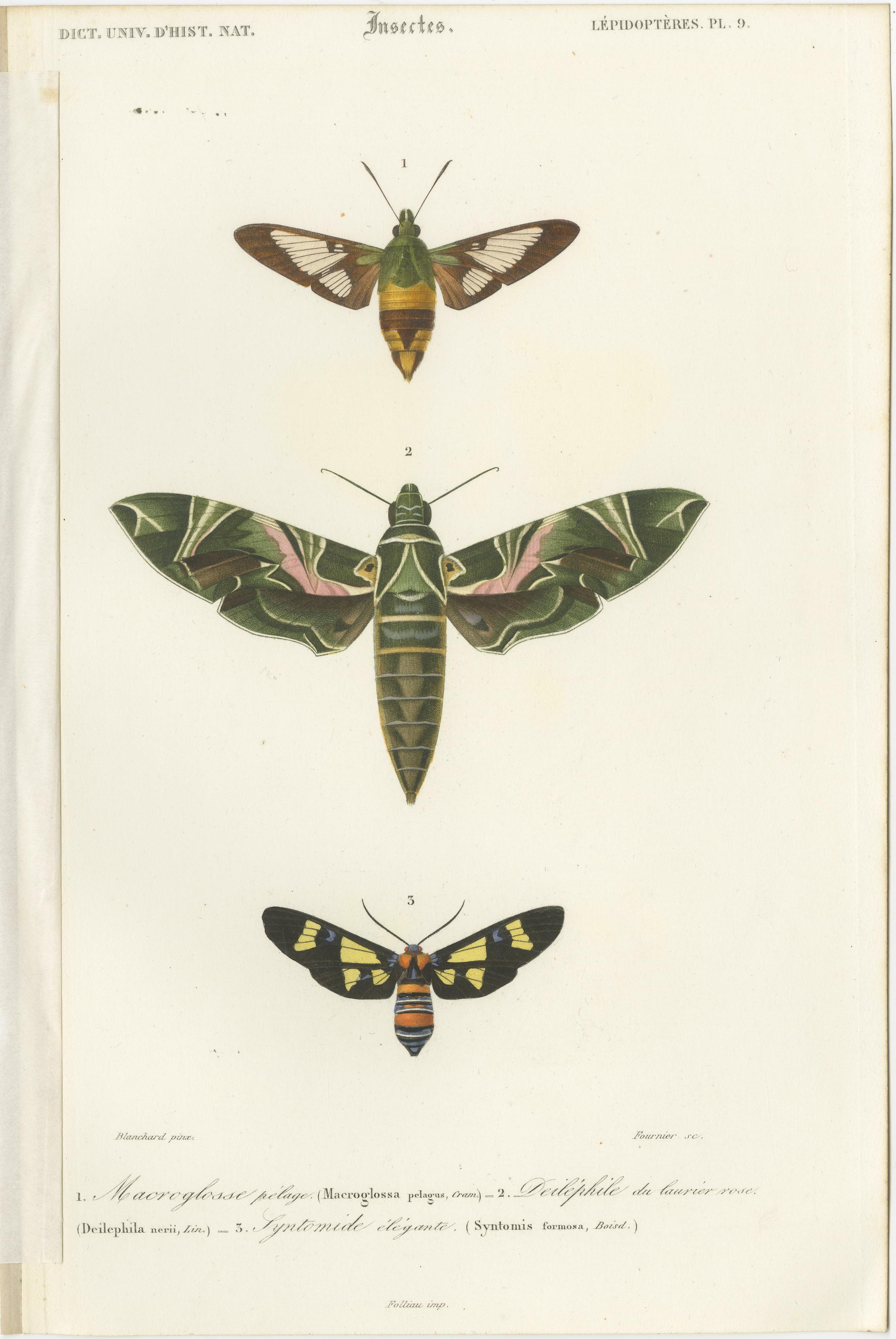 Set of 13 Antique Prints of Butterflies and Moths For Sale 5