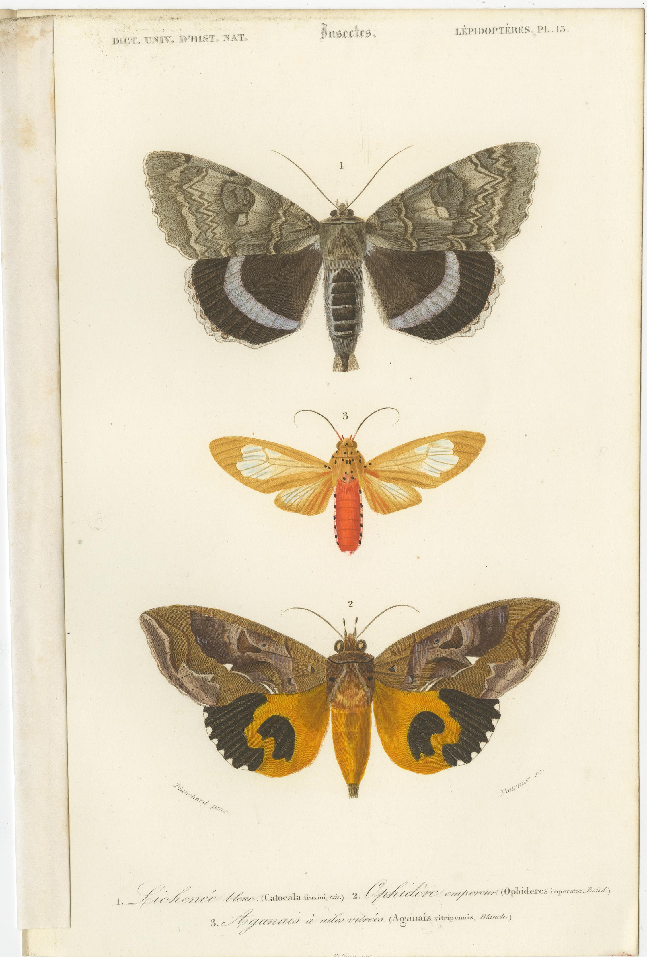Set of 13 Antique Prints of Butterflies and Moths For Sale 6
