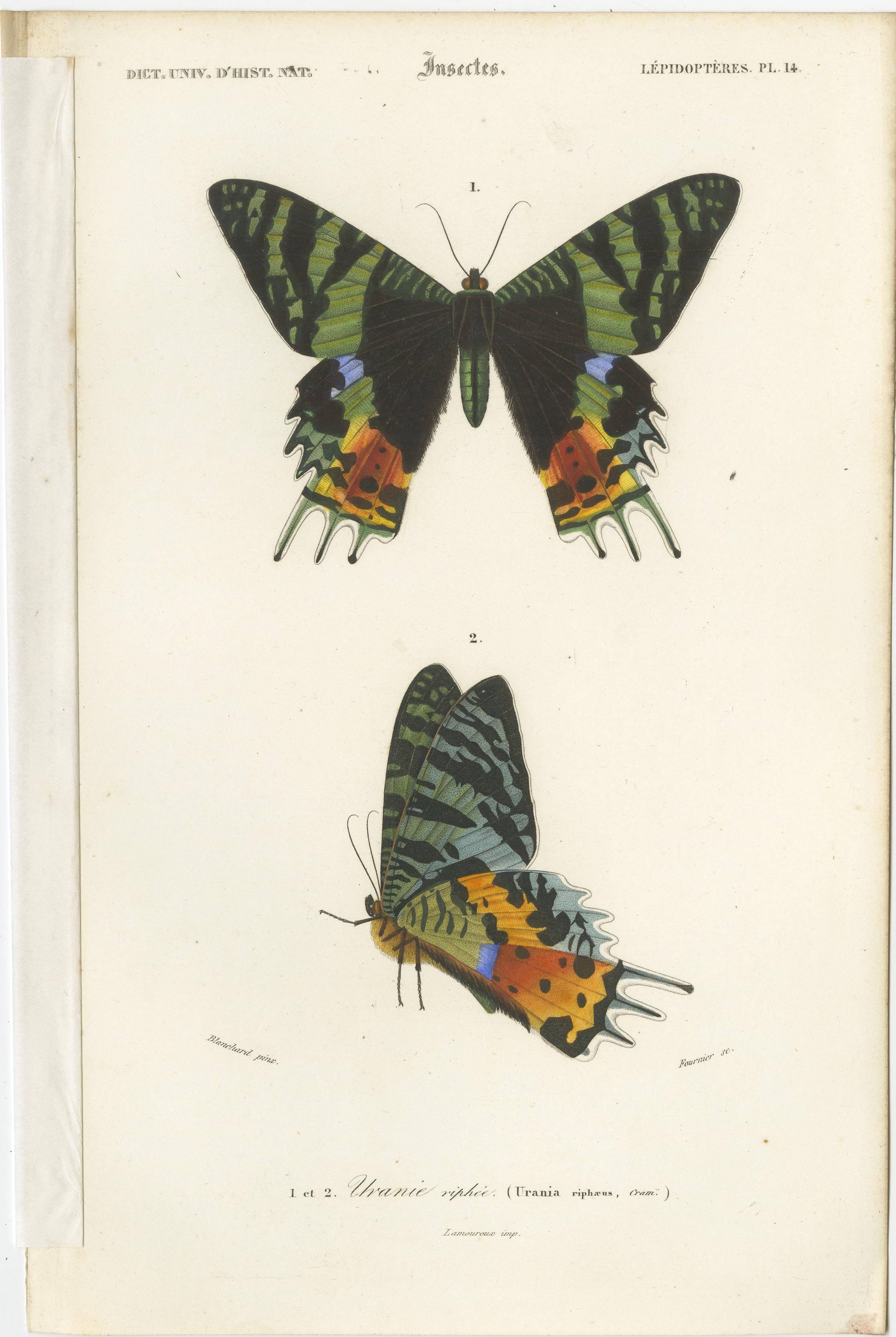 Set of 13 Antique Prints of Butterflies and Moths For Sale 7