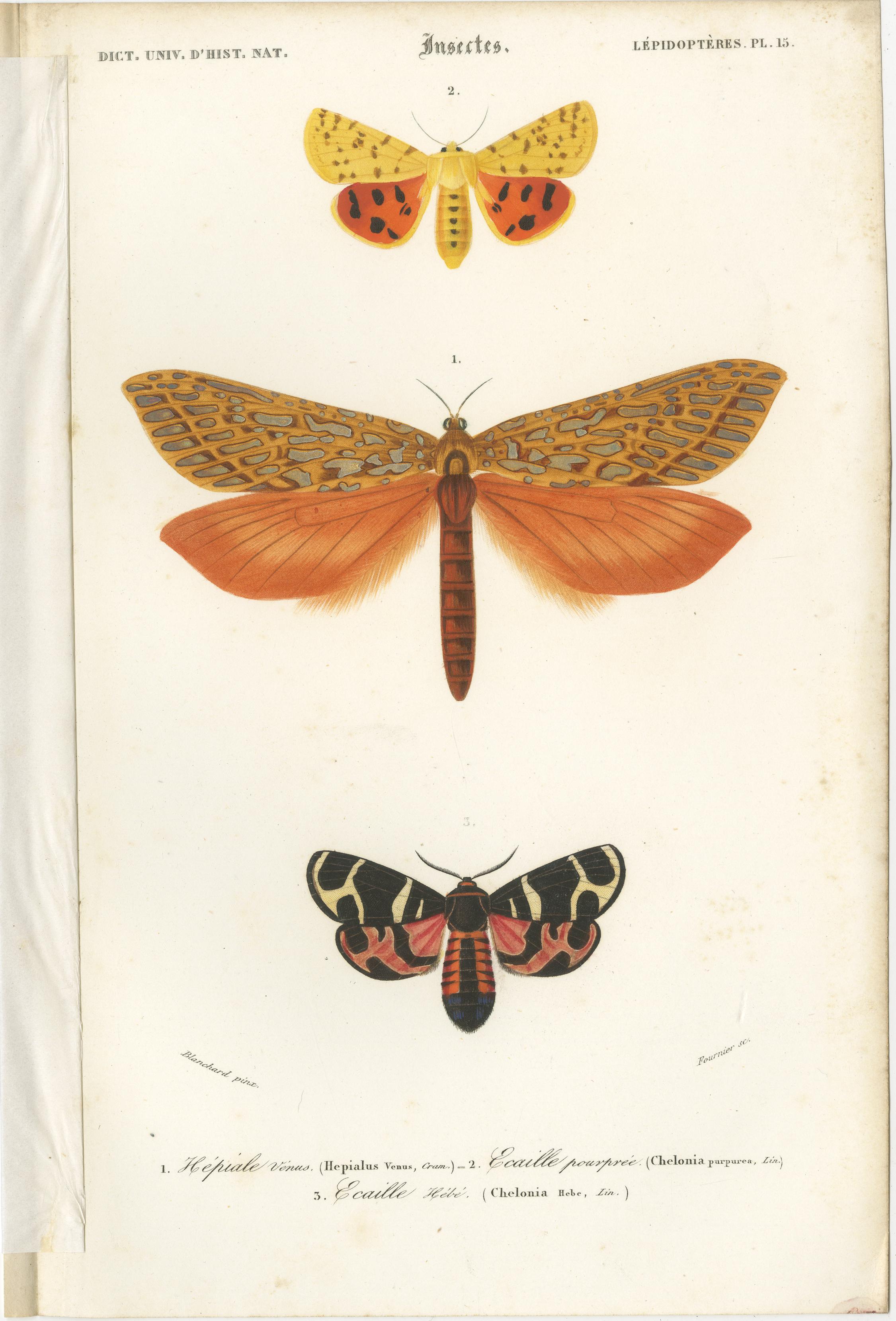 Set of 13 Antique Prints of Butterflies and Moths For Sale 8