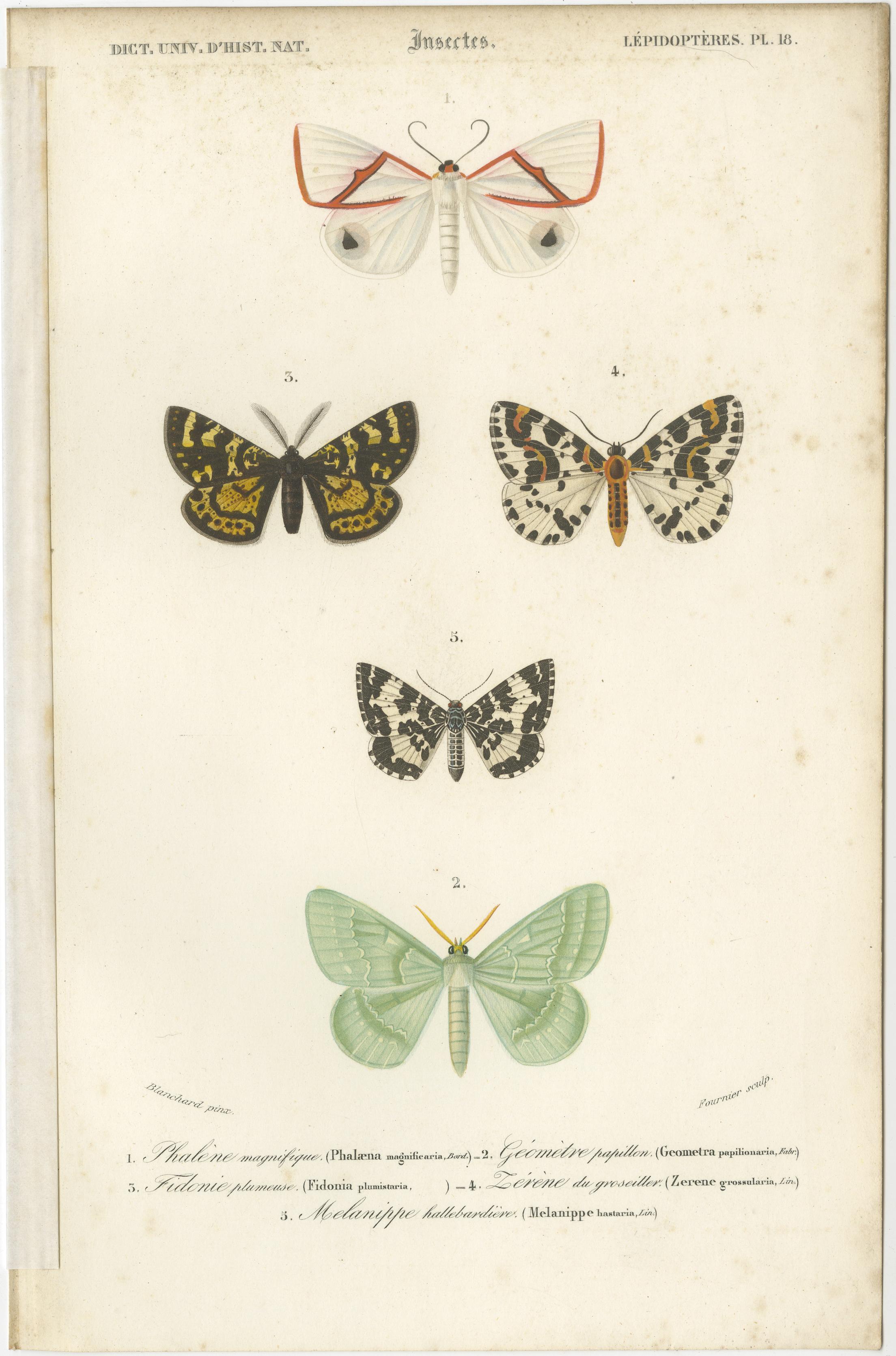 Set of 13 Antique Prints of Butterflies and Moths For Sale 9