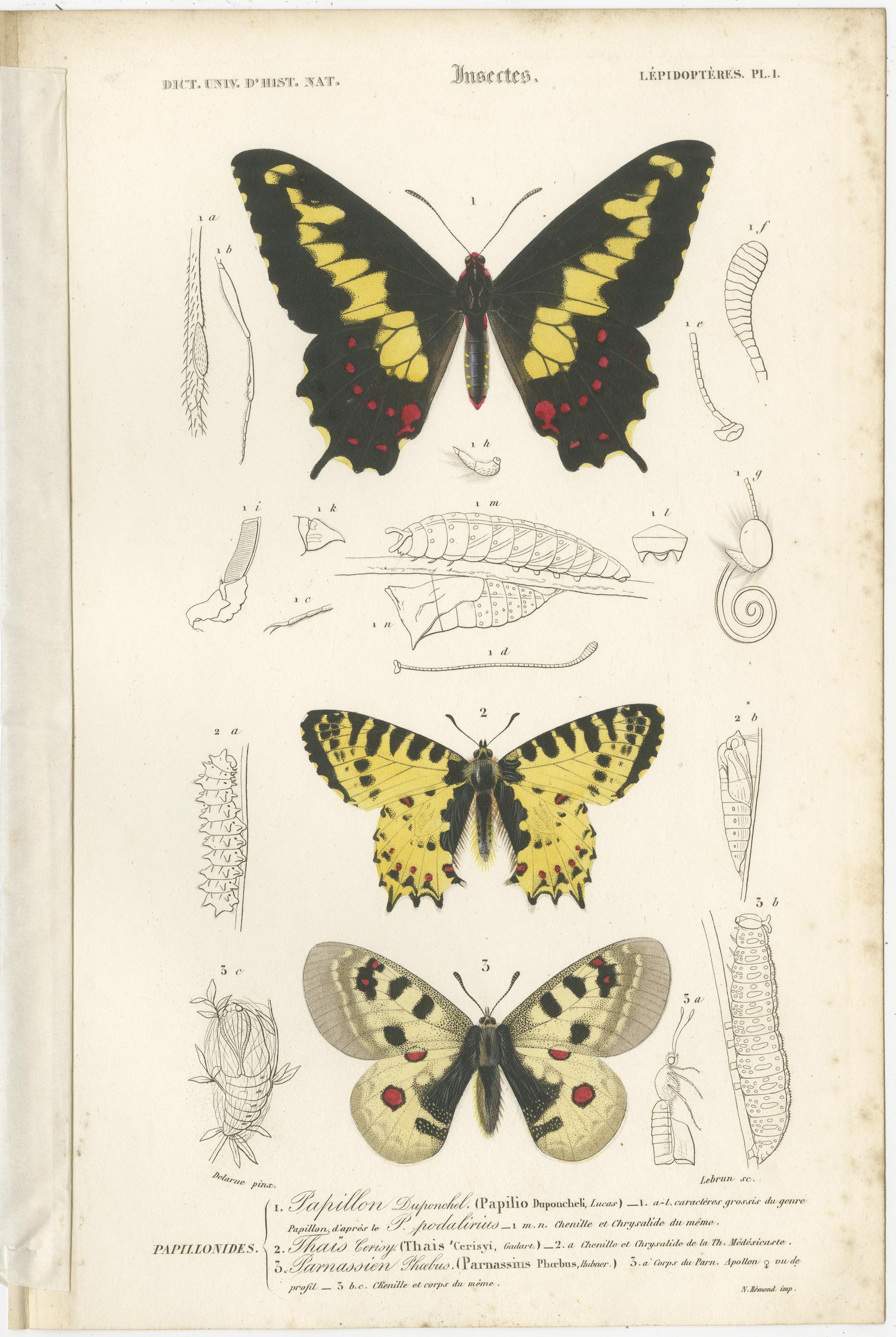 Set of 13 original antique prints of butterflies and moths. These prints originate from 'Dictionnaire universel d'Histoire Naturelle' by d'Orbigny. Published 1861. 

Charles Henry Dessalines d'Orbigny was a French botanist and geologist