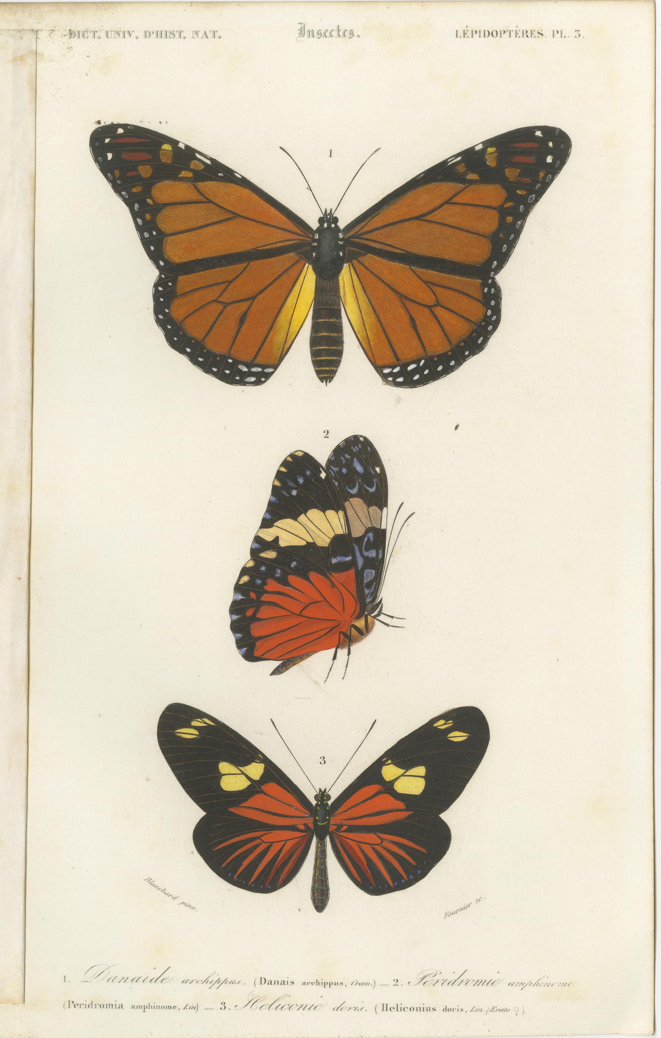 19th Century Set of 13 Antique Prints of Butterflies and Moths For Sale