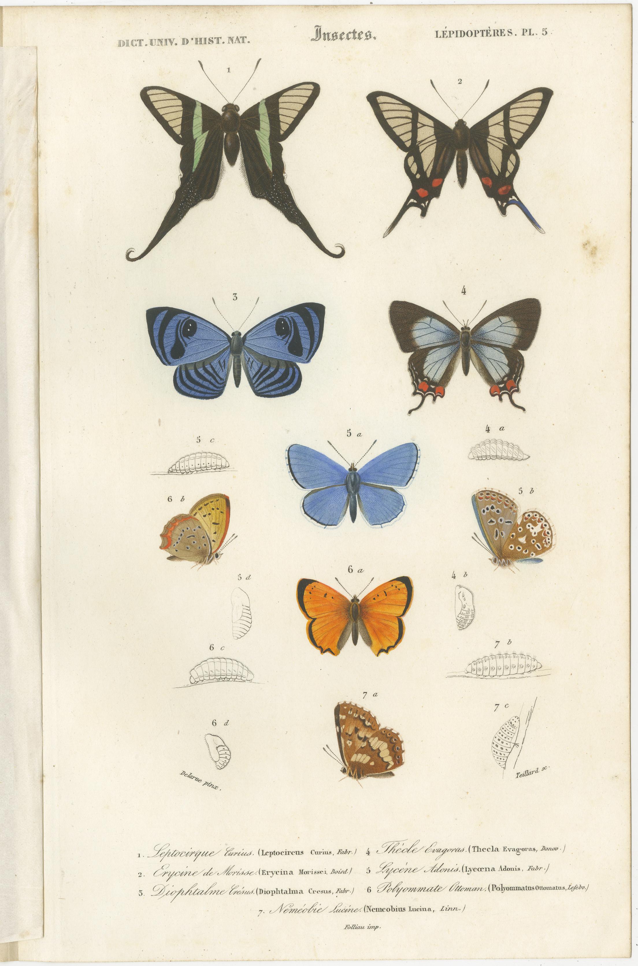 Set of 13 Antique Prints of Butterflies and Moths For Sale 1