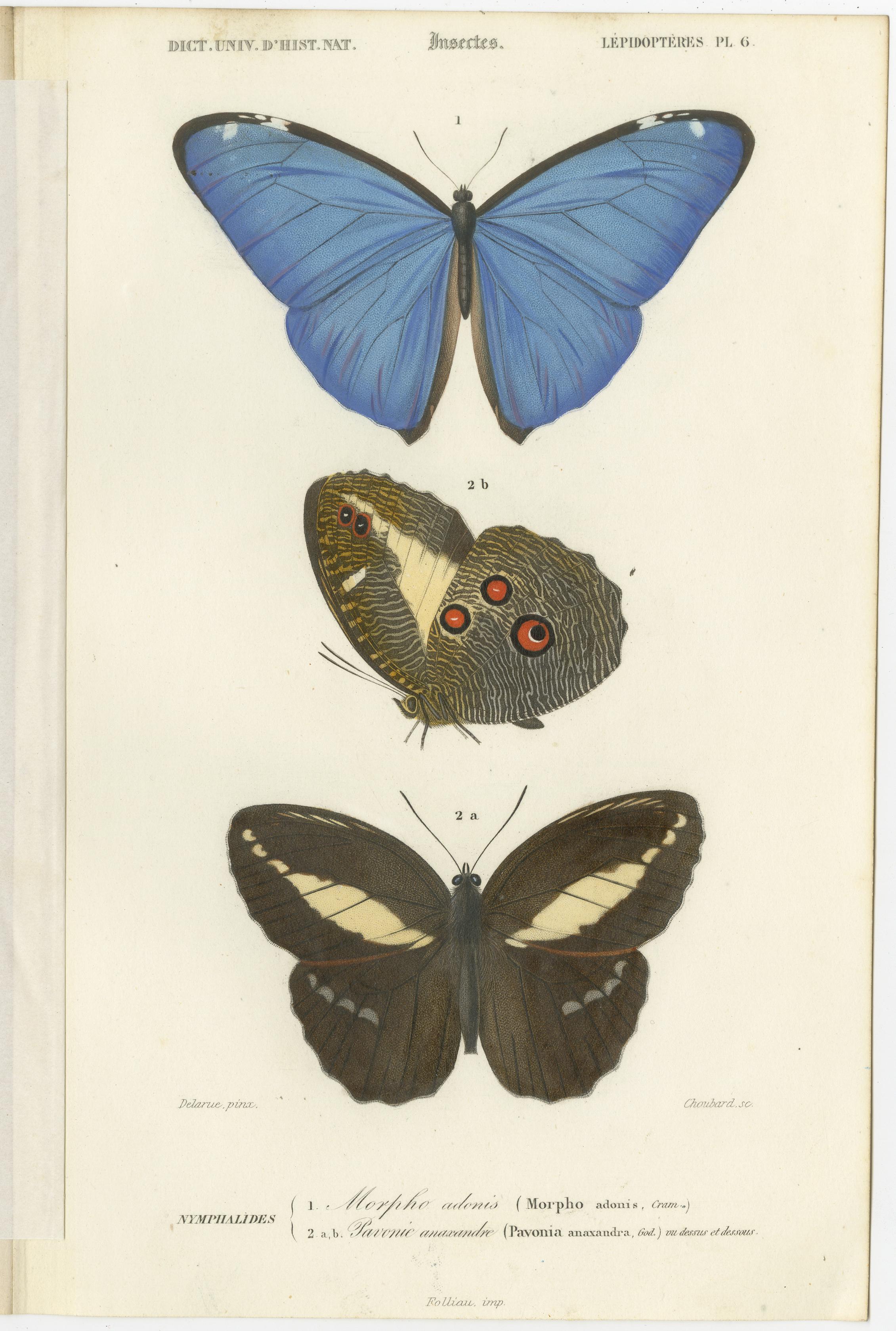 Set of 13 Antique Prints of Butterflies and Moths For Sale 2