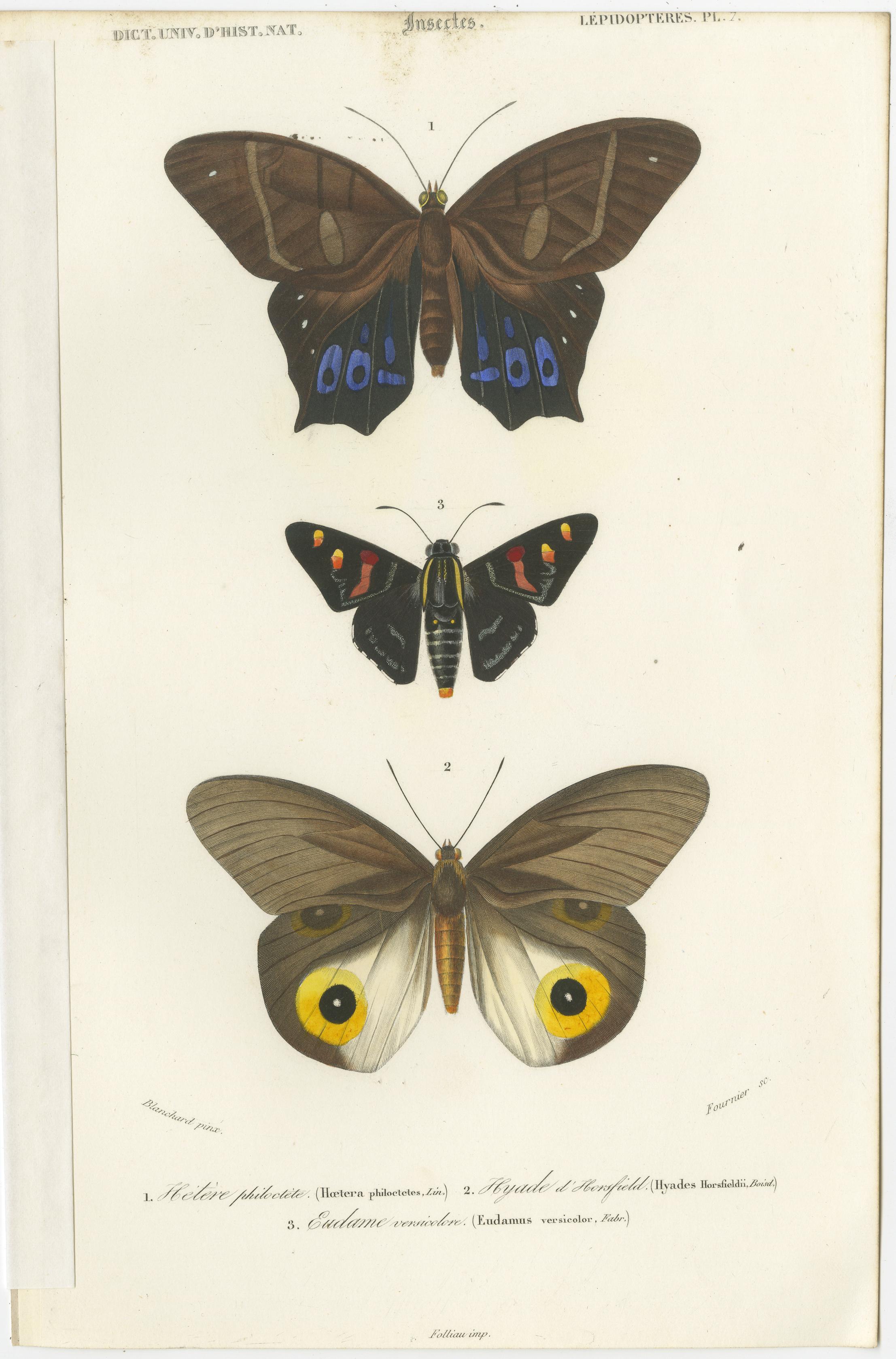 Set of 13 Antique Prints of Butterflies and Moths For Sale 3