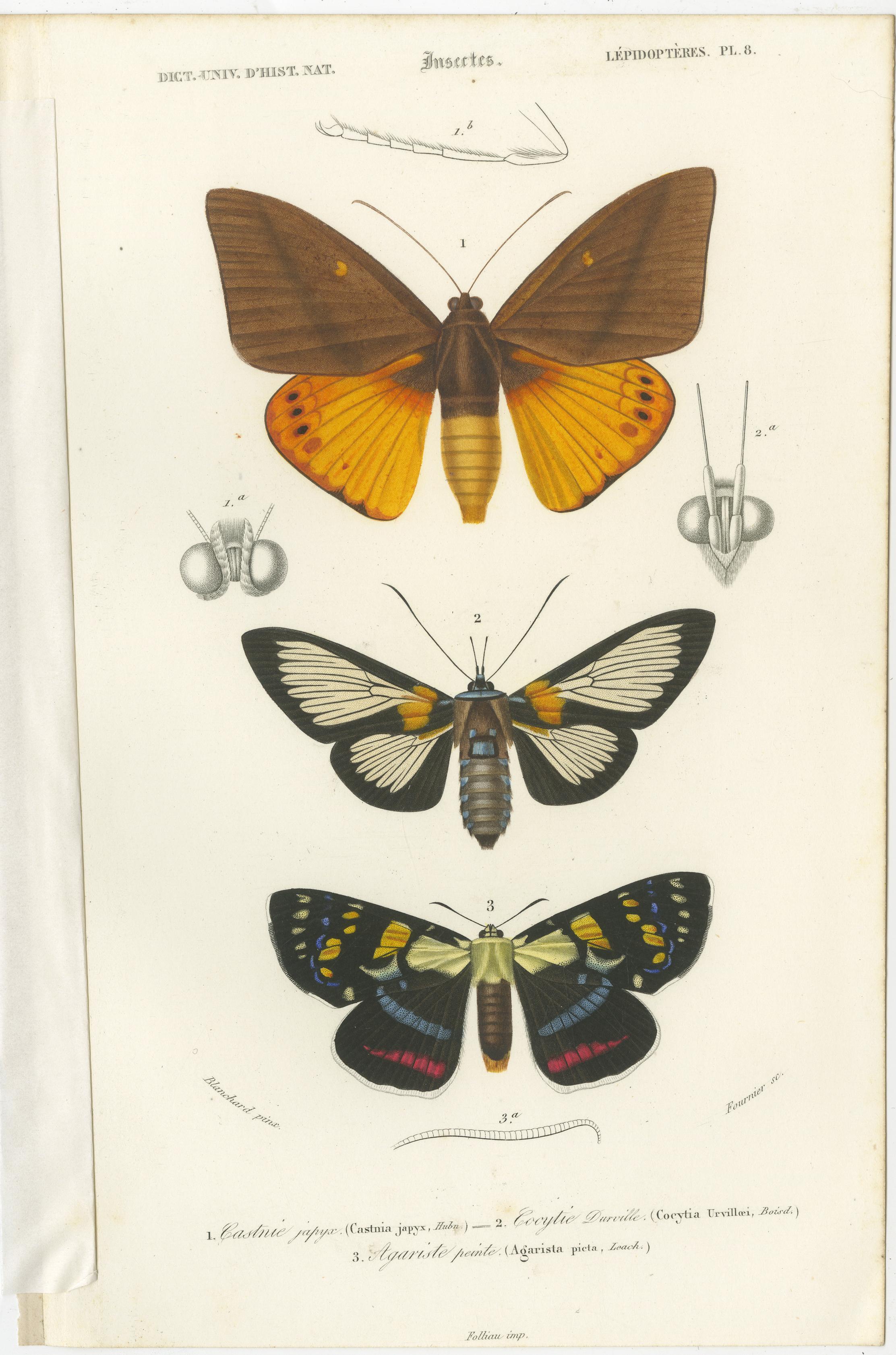 Set of 13 Antique Prints of Butterflies and Moths For Sale 4