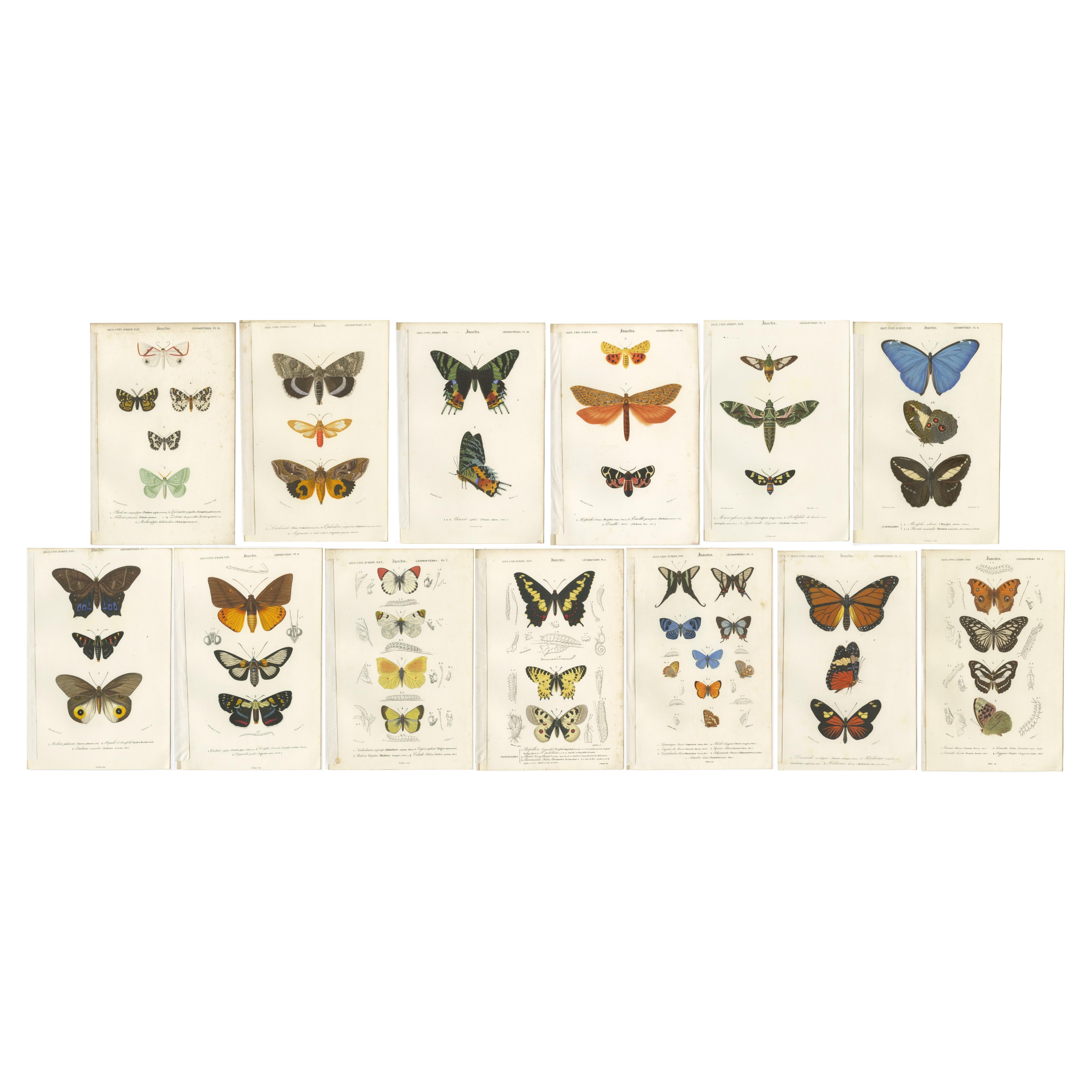 Set of 13 Antique Prints of Butterflies and Moths For Sale