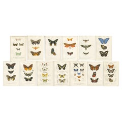 Set of 13 Antique Prints of Butterflies and Moths