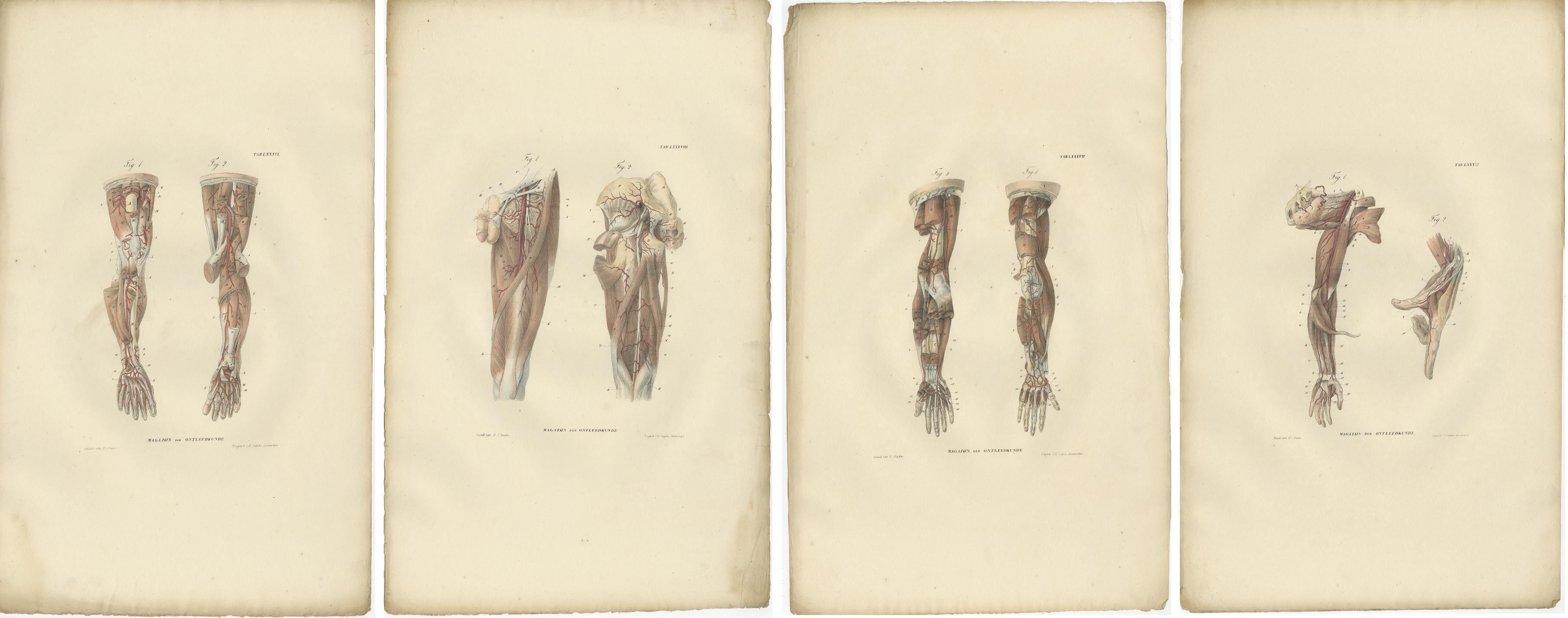 Set of 14 antique anatomy prints of angiology, the medical specialty which studies the diseases of the circulatory system and of the lymphatic system, i.e., arteries, veins and lymphatic vessels, and its diseases. These prints originate from