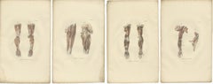 Set of 14 Antique Anatomy Prints of Angiology '1839'