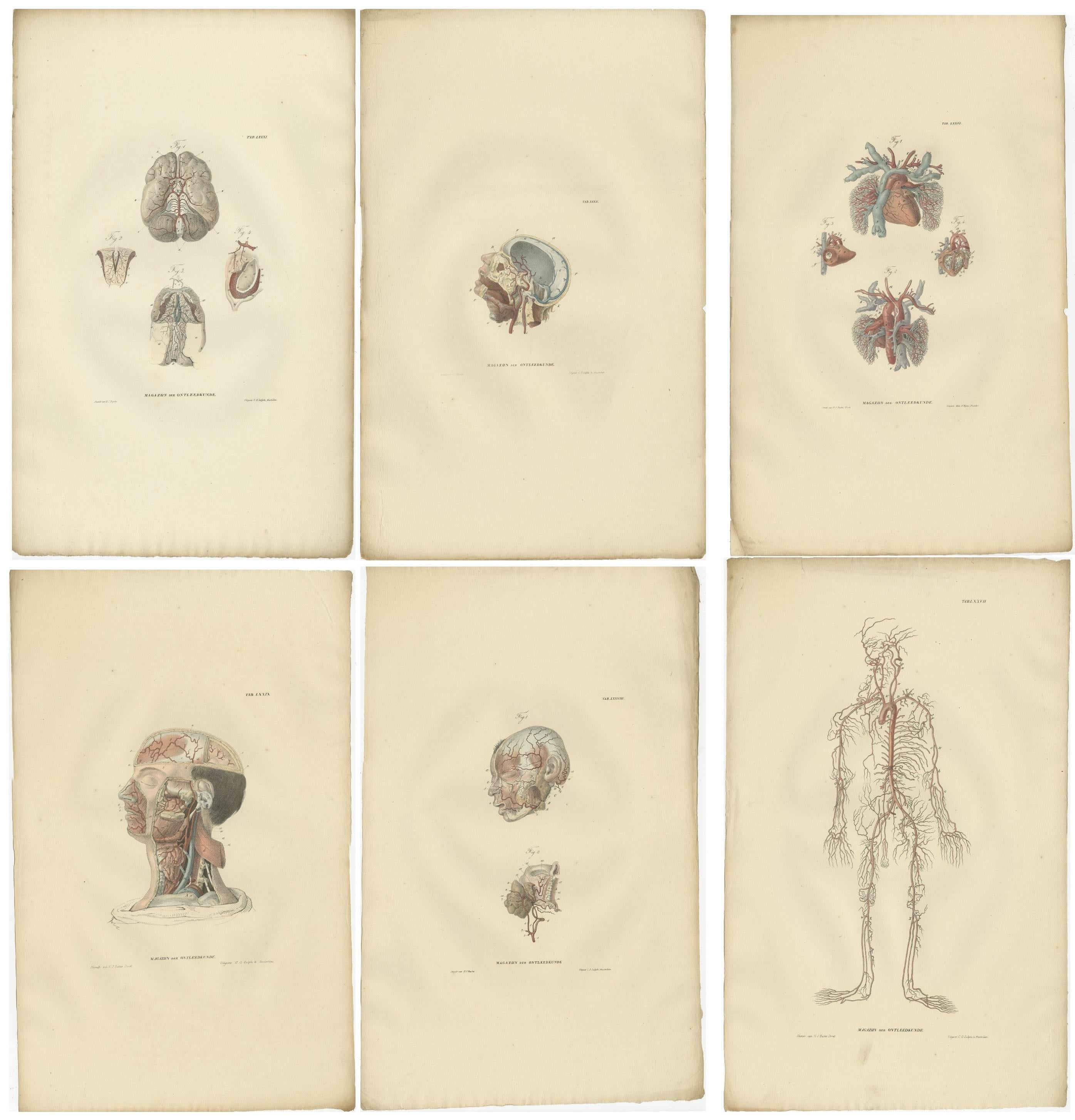 19th Century Set of 14 Antique Anatomy Prints of Angiology '1839' For Sale
