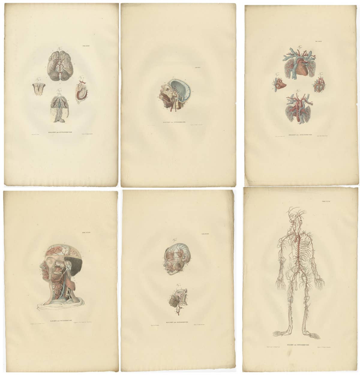 Set of 14 Antique Anatomy Prints of Angiology '1839'